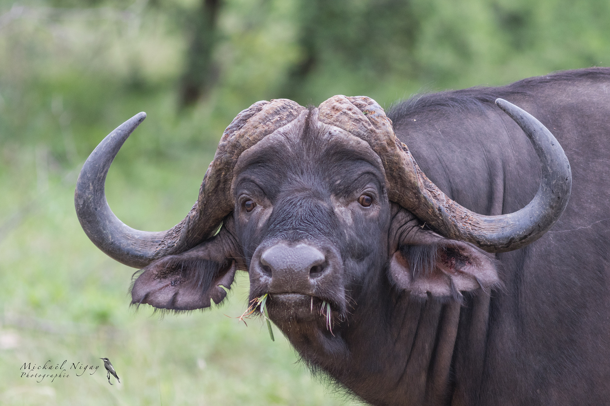 Canon EF 300mm F4L IS USM sample photo. Buffalo photography