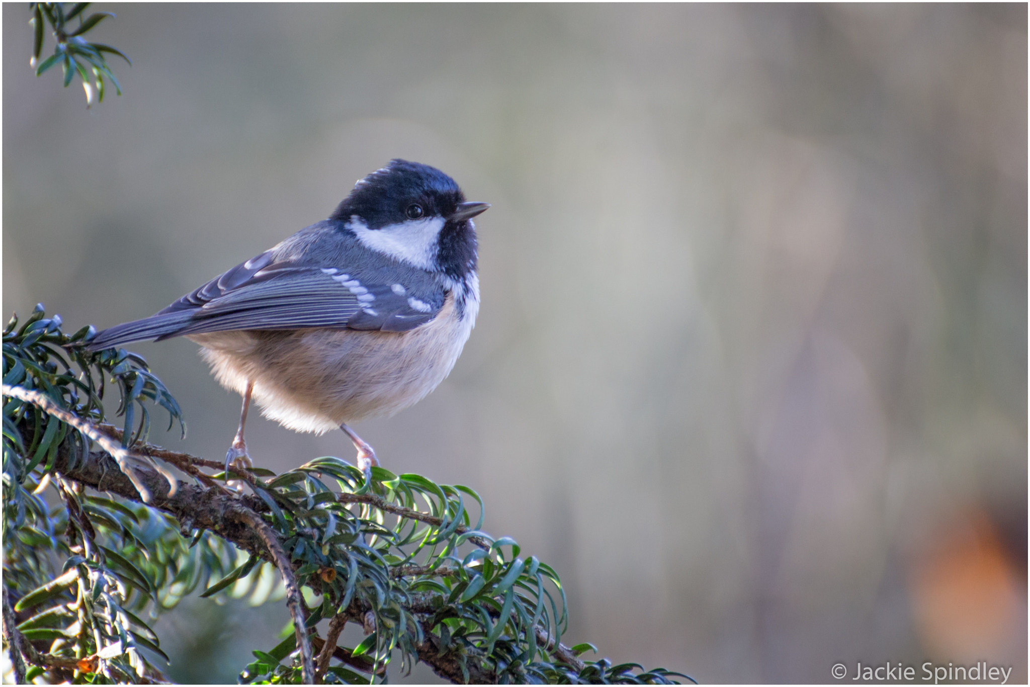 Tamron SP 35mm F1.8 Di VC USD sample photo. Coal tit photography