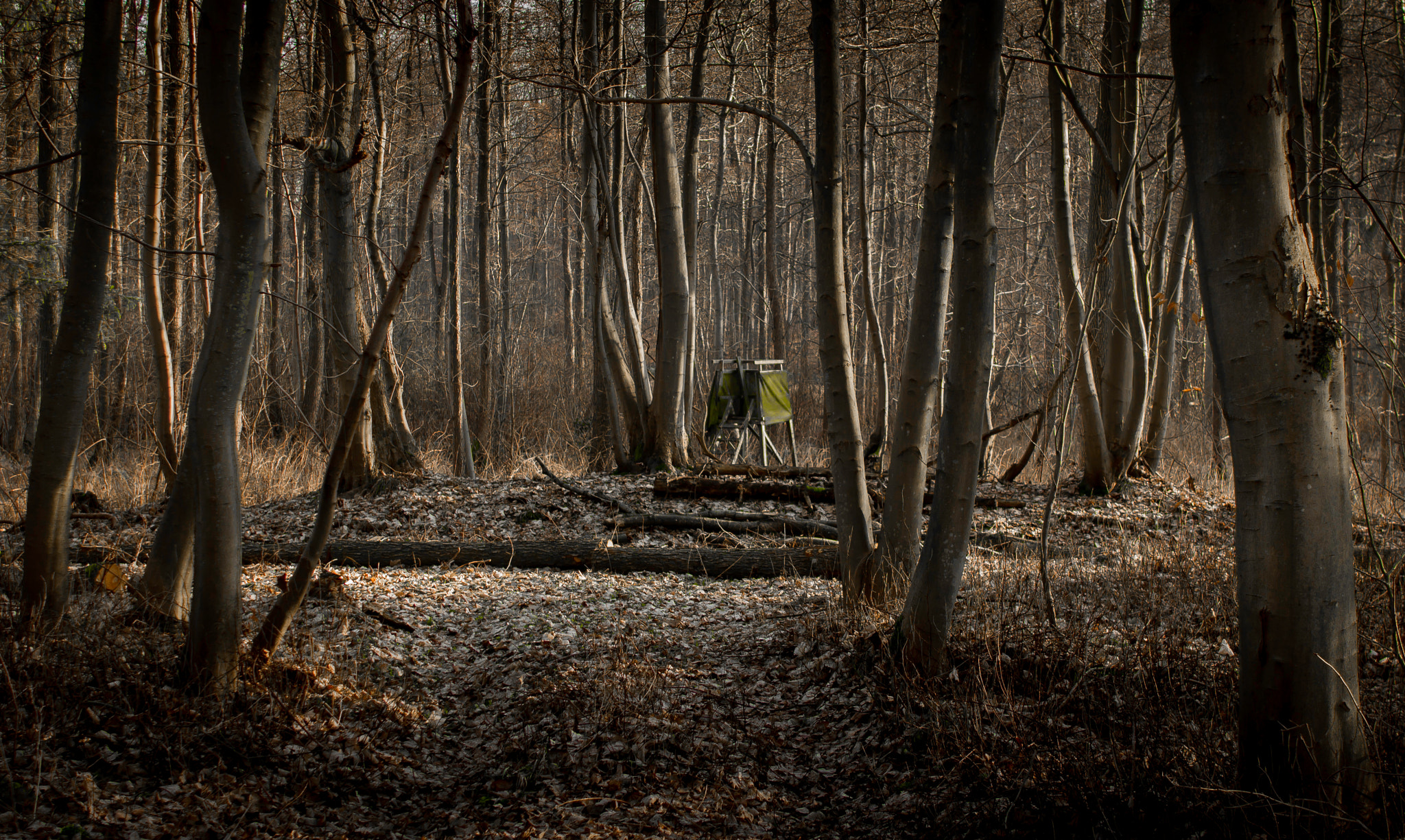 EF28-70mm f/2.8L USM sample photo. Deer stand photography