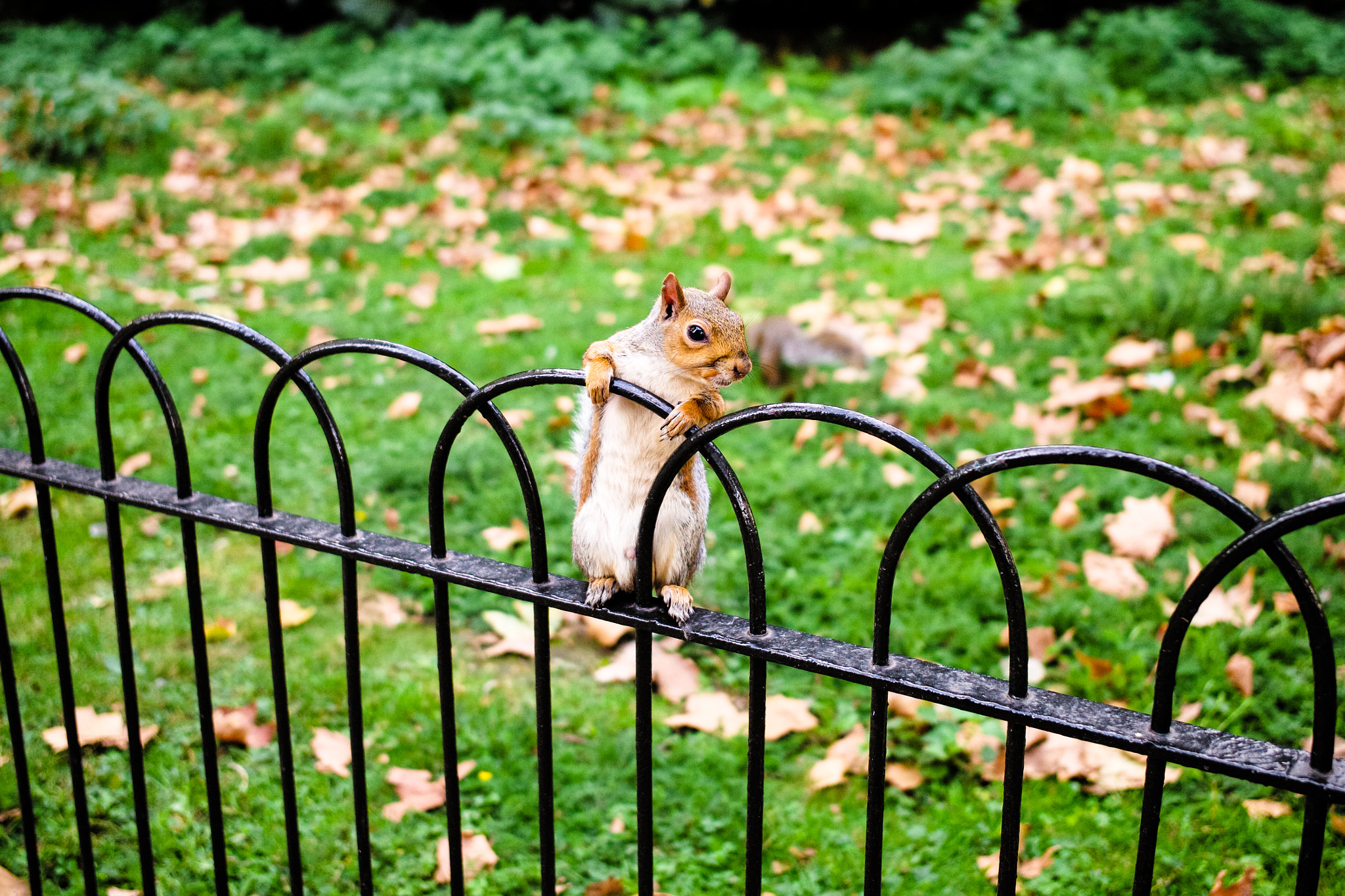 Leica Elmarit-M 28mm F2.8 ASPH sample photo. A squirrel in hyde park london photography