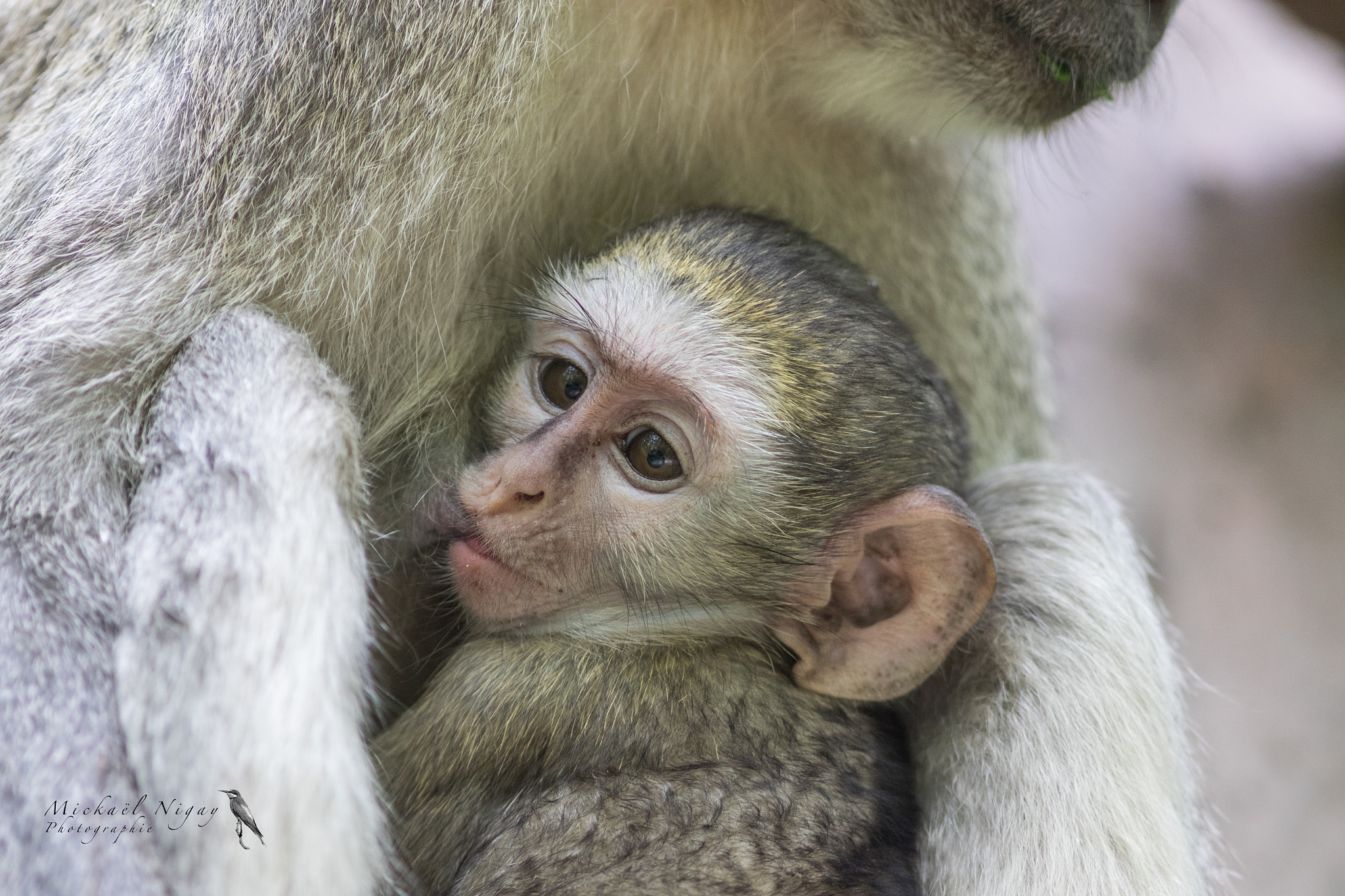 Canon EOS 7D Mark II + Canon EF 300mm F4L IS USM sample photo. Baby monkey photography