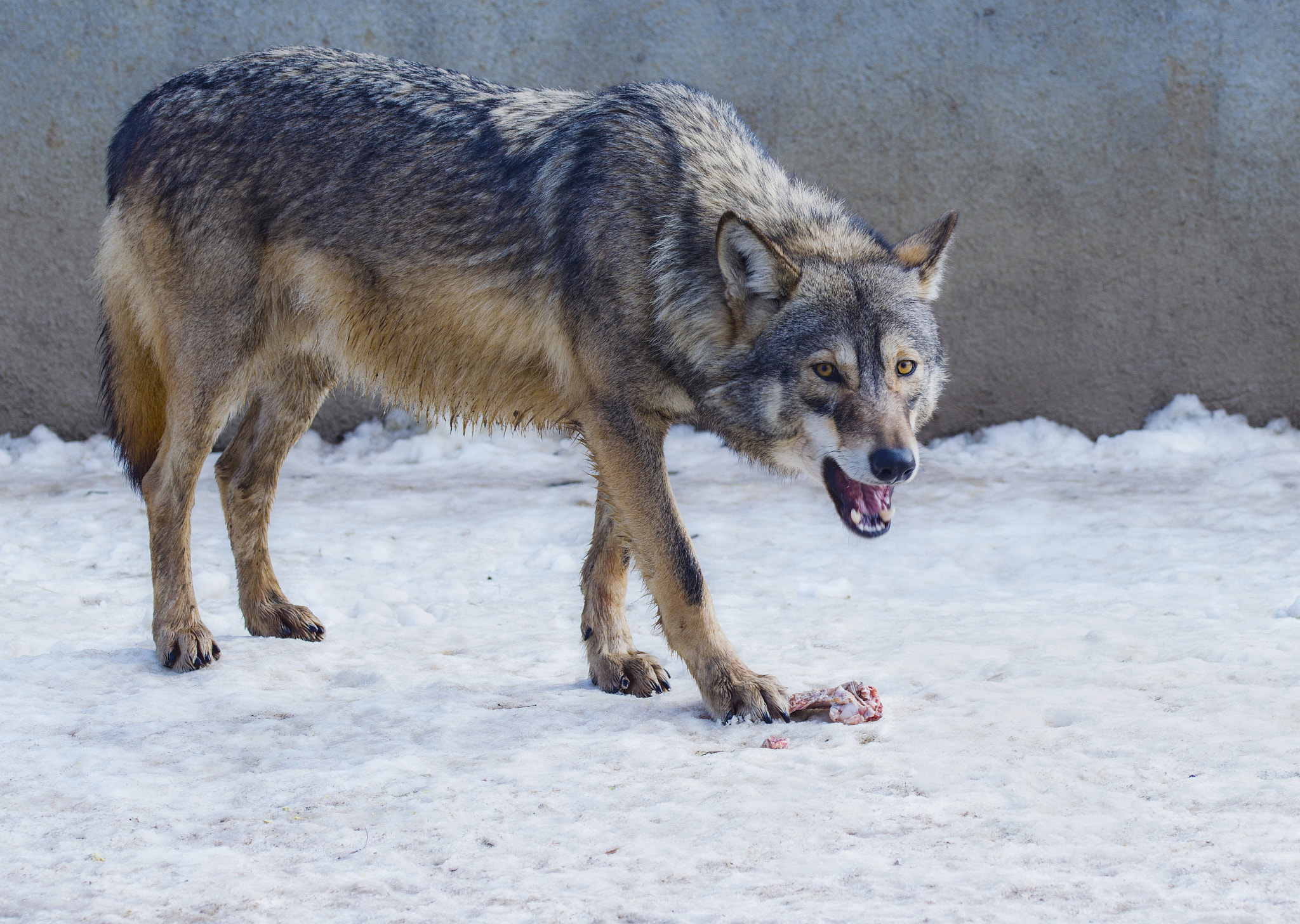 Sigma 105mm F2.8 EX DG OS HSM sample photo. Wolf photography
