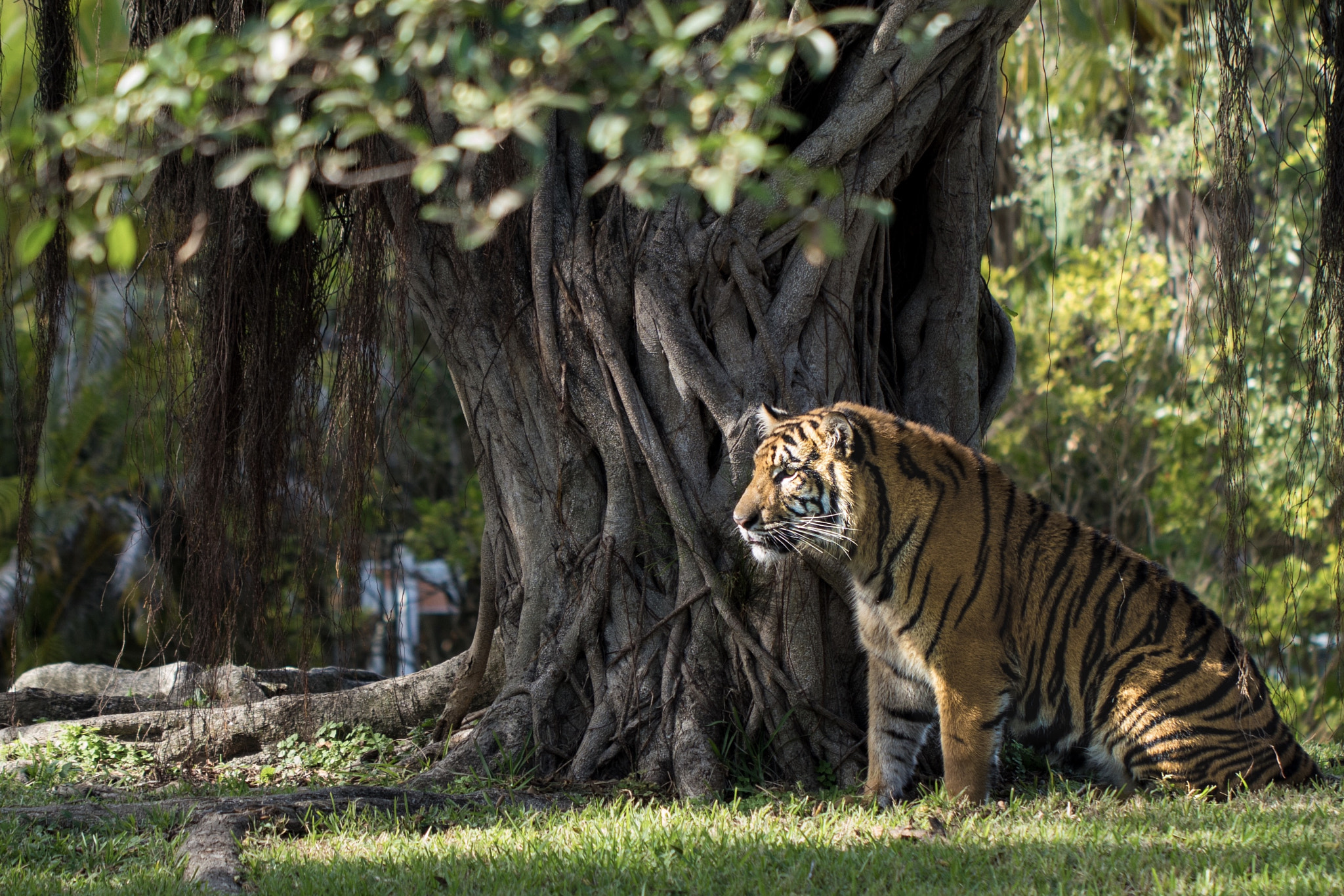 Canon EF 100mm F2.8L Macro IS USM sample photo. Tigre photography