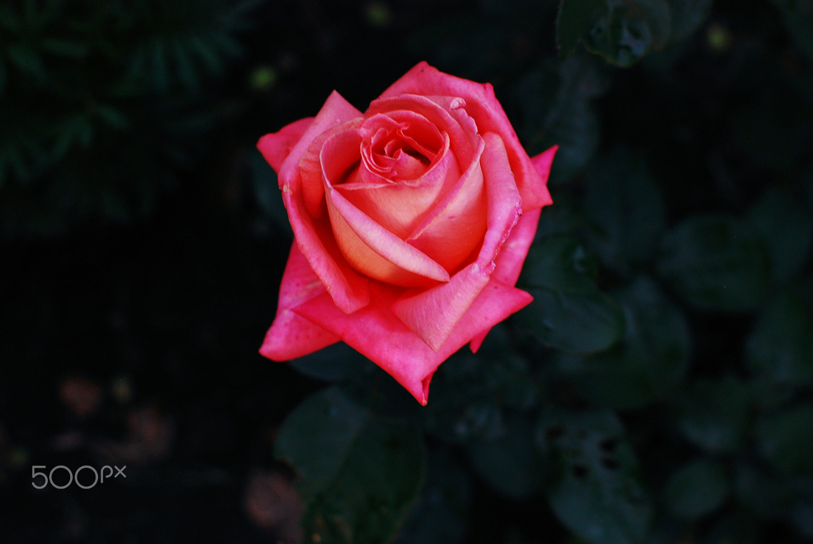 Nikon D80 + Nikon AF-S DX Nikkor 35mm F1.8G sample photo. Rose in the dark photography