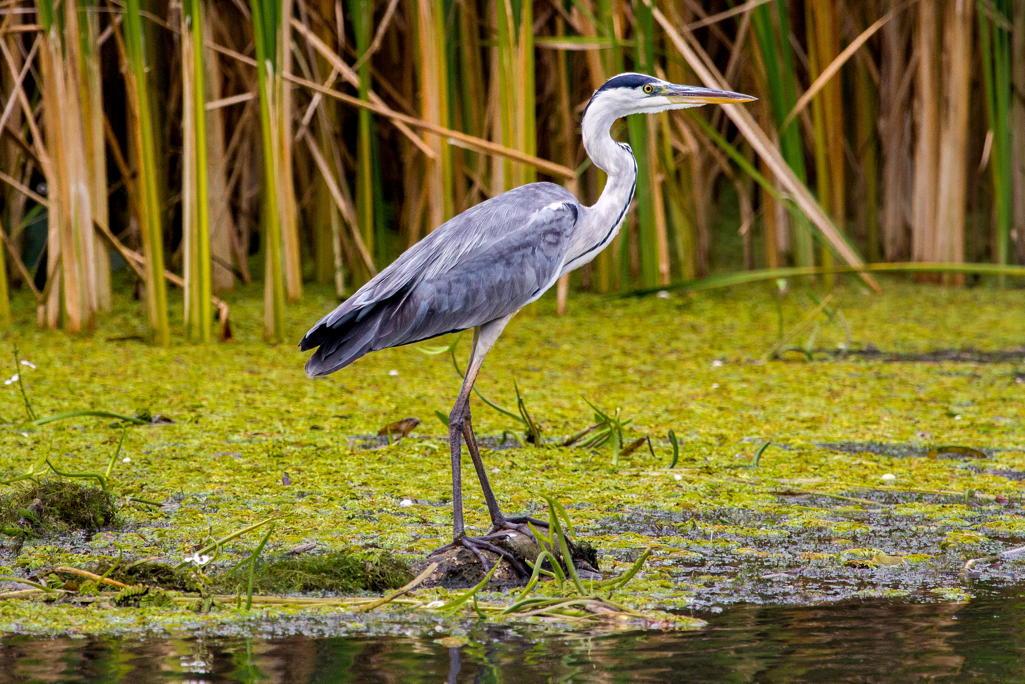 Canon EF 100-400mm F4.5-5.6L IS USM sample photo. Heron photography