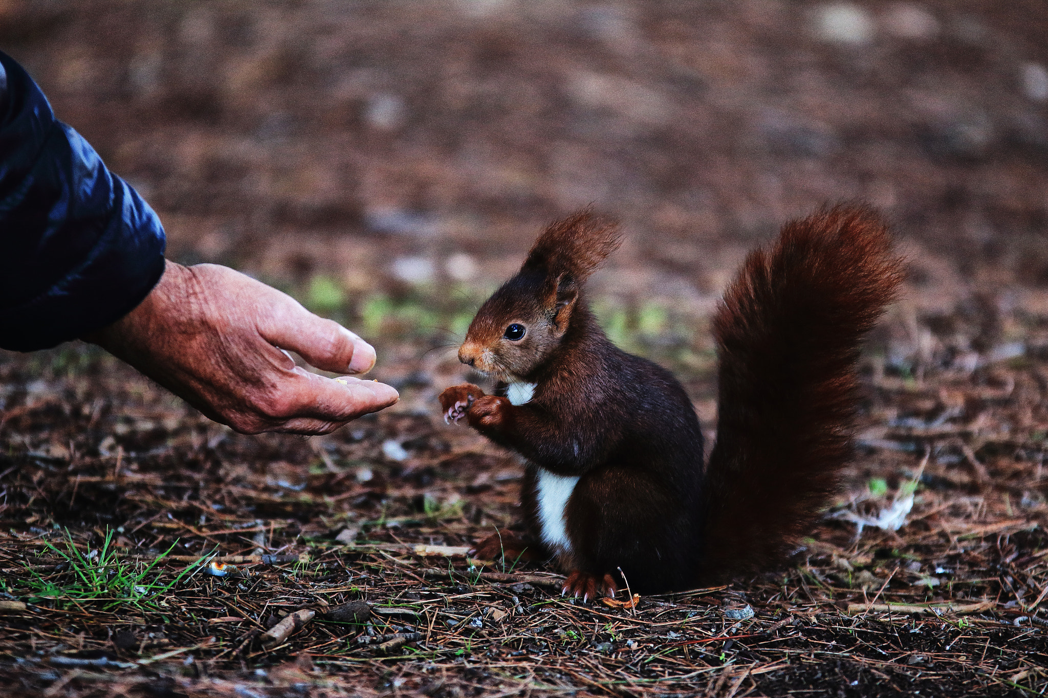 Sigma 70-200mm F2.8 EX DG OS HSM sample photo. Squirrel photography