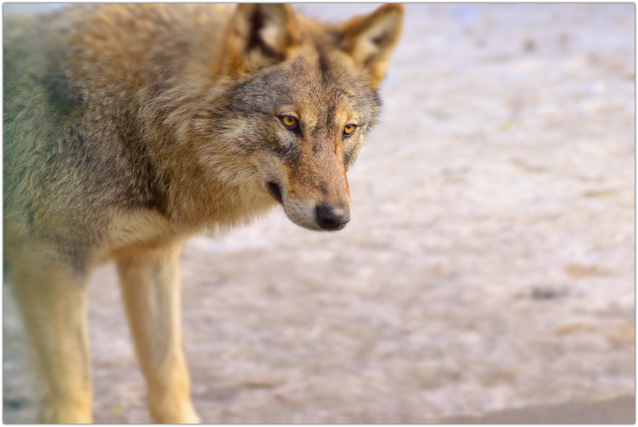 Sigma 105mm F2.8 EX DG OS HSM sample photo. Wolf photography