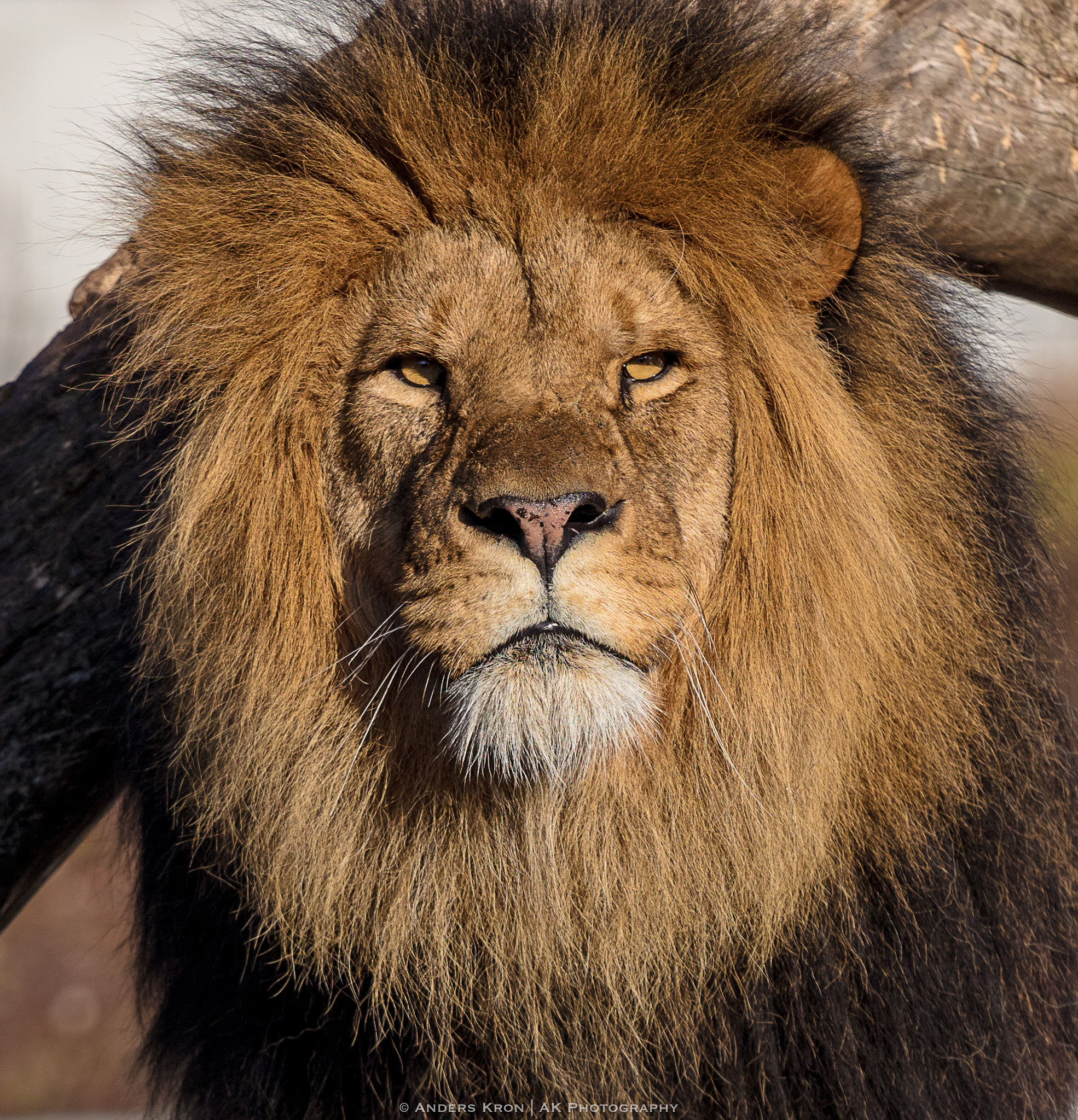 Canon EF 70-200mm F4L IS USM sample photo. Male lion copenhagen zoo photography