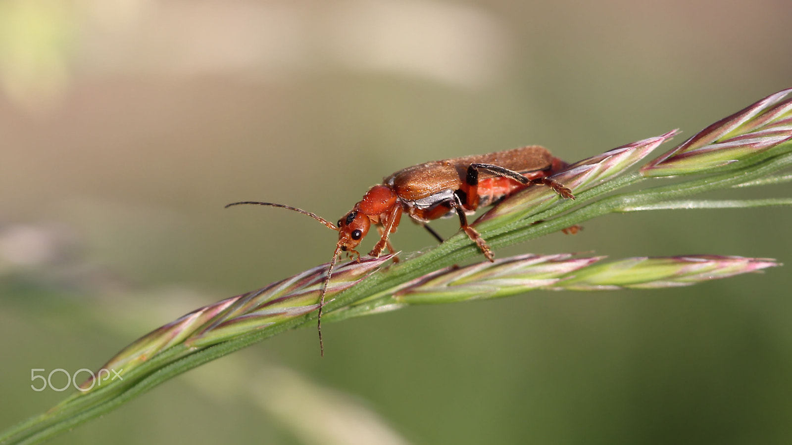 Canon EOS 60D + Canon EF 100mm F2.8 Macro USM sample photo. Common red soldier beetle photography