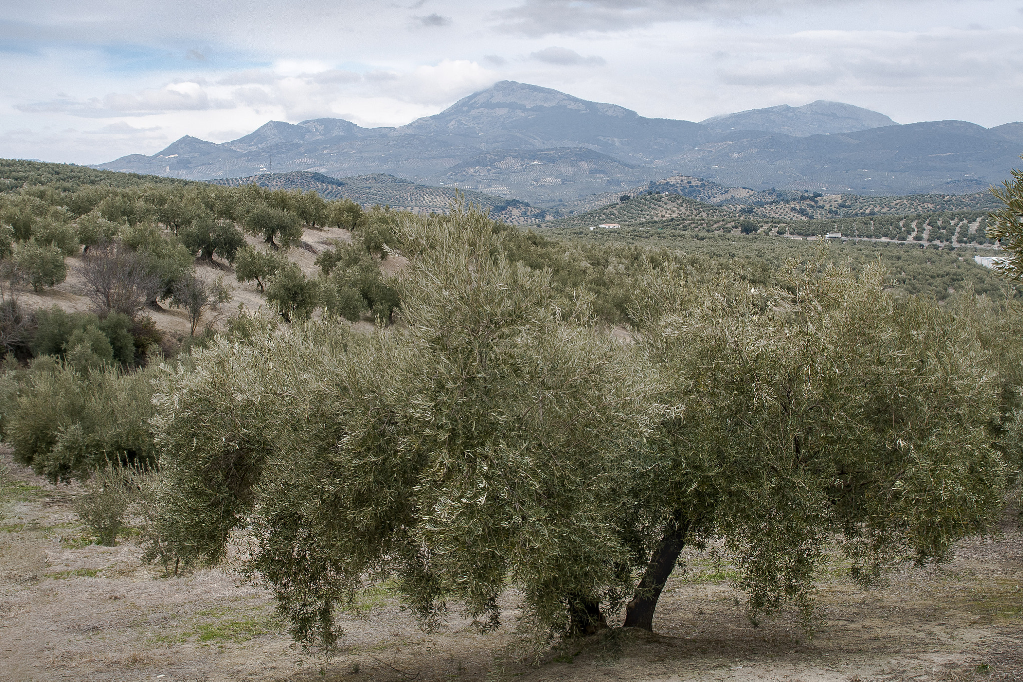 AF Zoom-Nikkor 28-105mm f/3.5-4.5D IF sample photo. Sierra sur photography