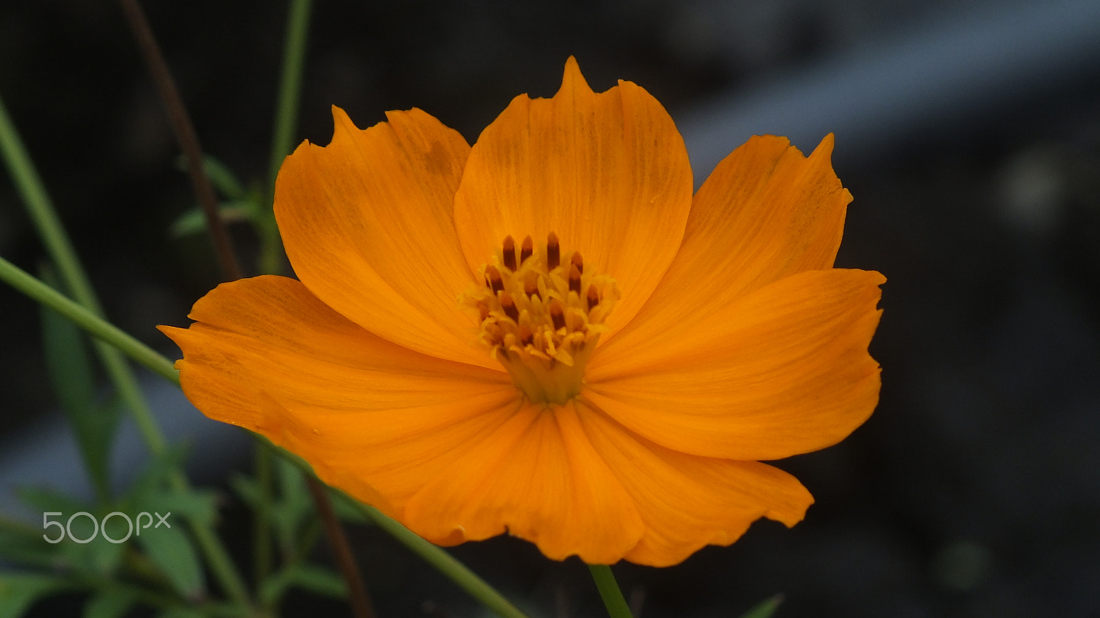 Fujifilm FinePix HS28EXR sample photo. Cosmos sulphures photography