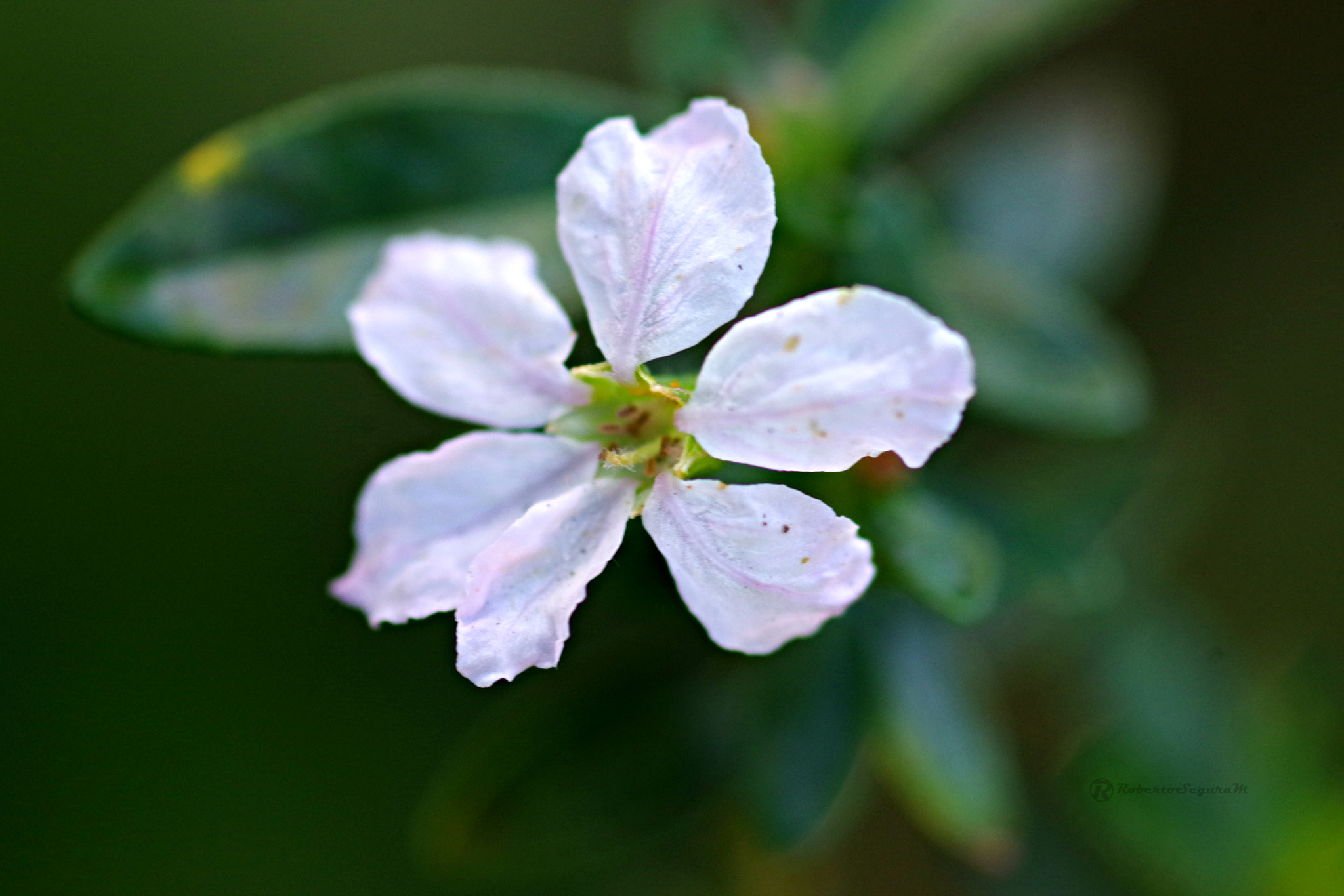 Pentax smc D-FA 100mm F2.8 Macro WR sample photo. Macro blanco photography