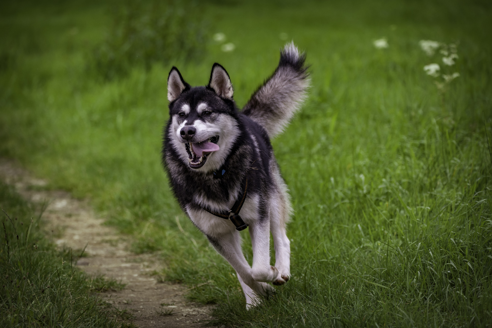 150-600mm F5-6.3 DG OS HSM | Contemporary 015 sample photo. Champ - the alaskan malamute photography
