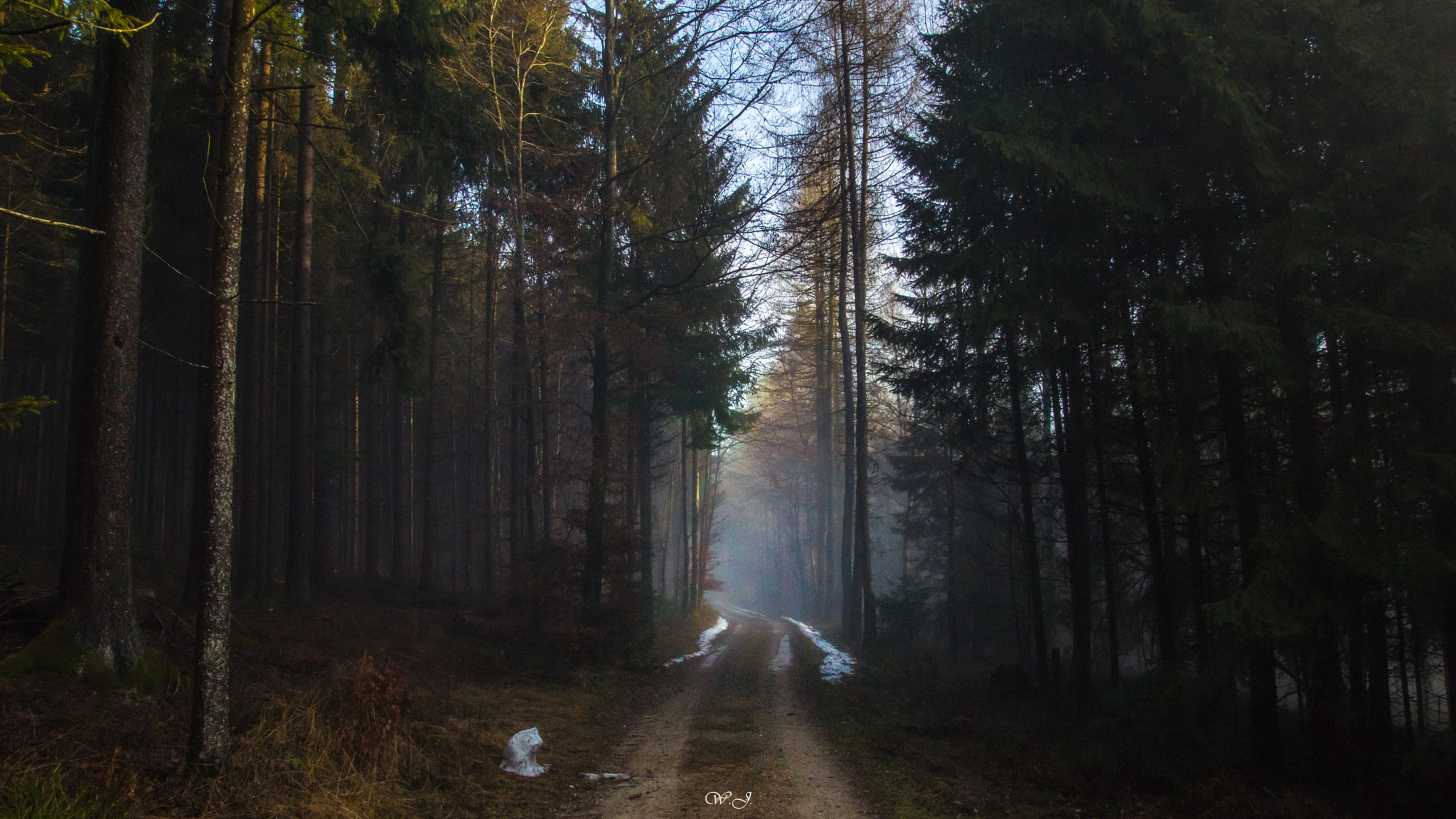Sony ILCA-77M2 sample photo. Forest path photography