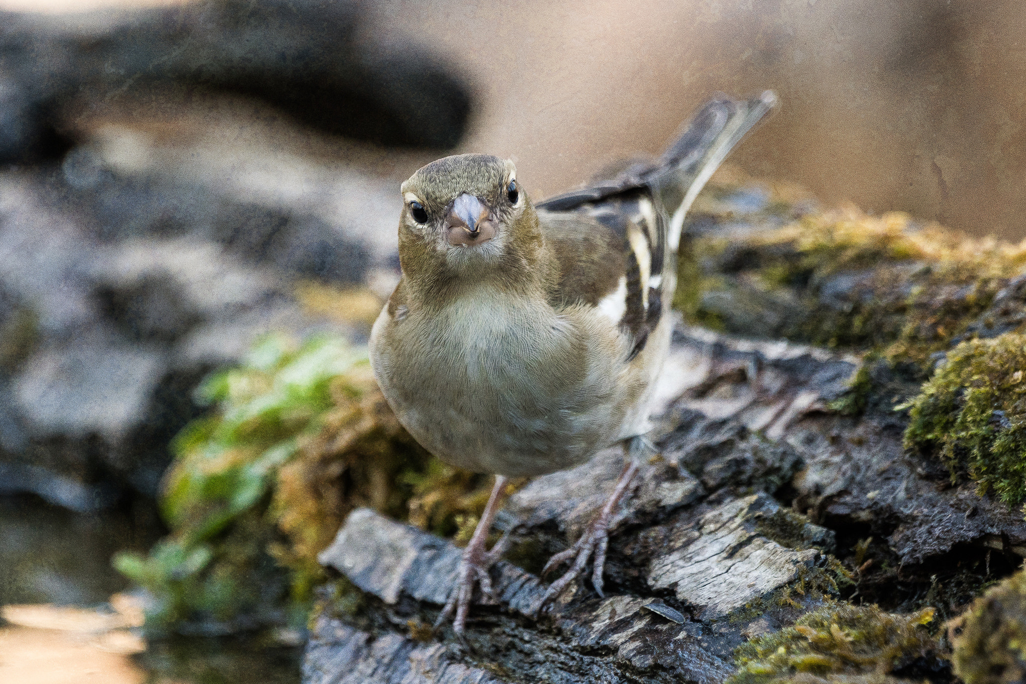 Sony ILCA-77M2 + Sony 70-400mm F4-5.6 G SSM II sample photo. Curious bird photography