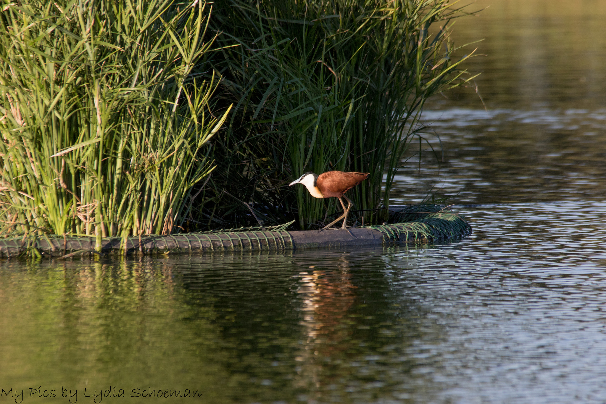 Sigma 150-500mm F5-6.3 DG OS HSM sample photo. African jacana photography