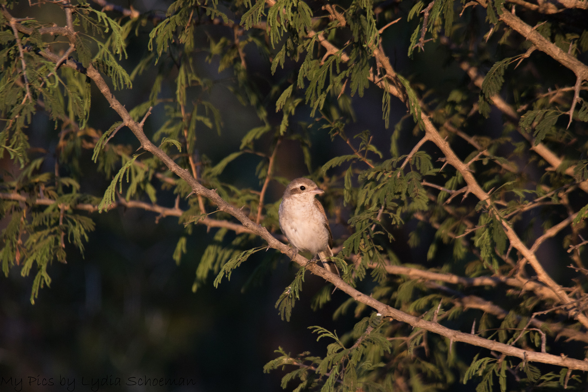 Sigma 150-500mm F5-6.3 DG OS HSM sample photo. Ashy flycatcher photography