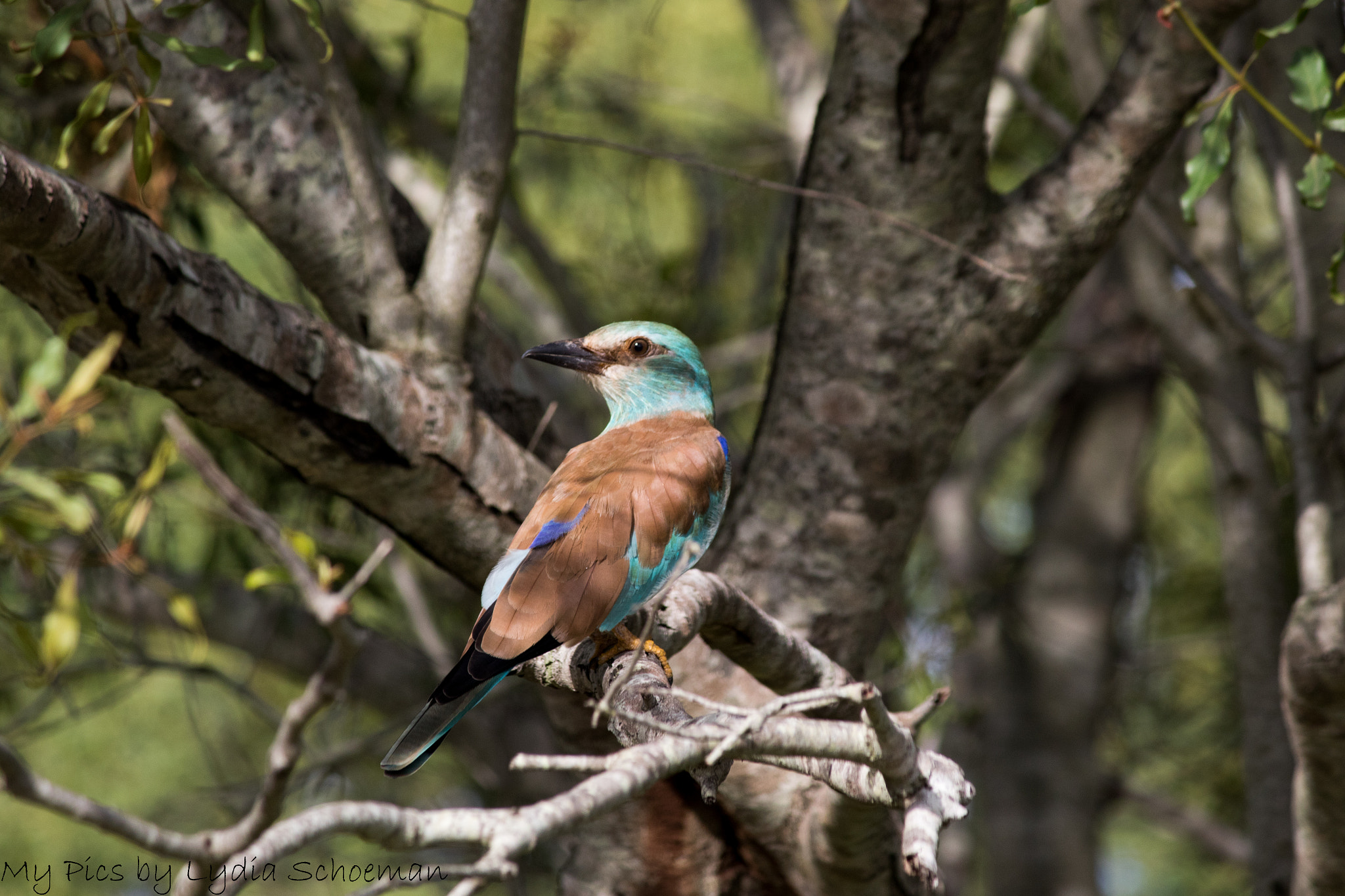 Canon EF-S 55-250mm F4-5.6 IS II sample photo. European roller photography