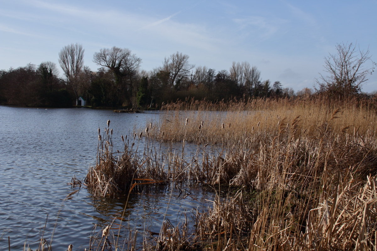 Canon EOS 700D (EOS Rebel T5i / EOS Kiss X7i) + Canon EF 75-300mm F4.0-5.6 IS USM sample photo. Thorpeness meare photography