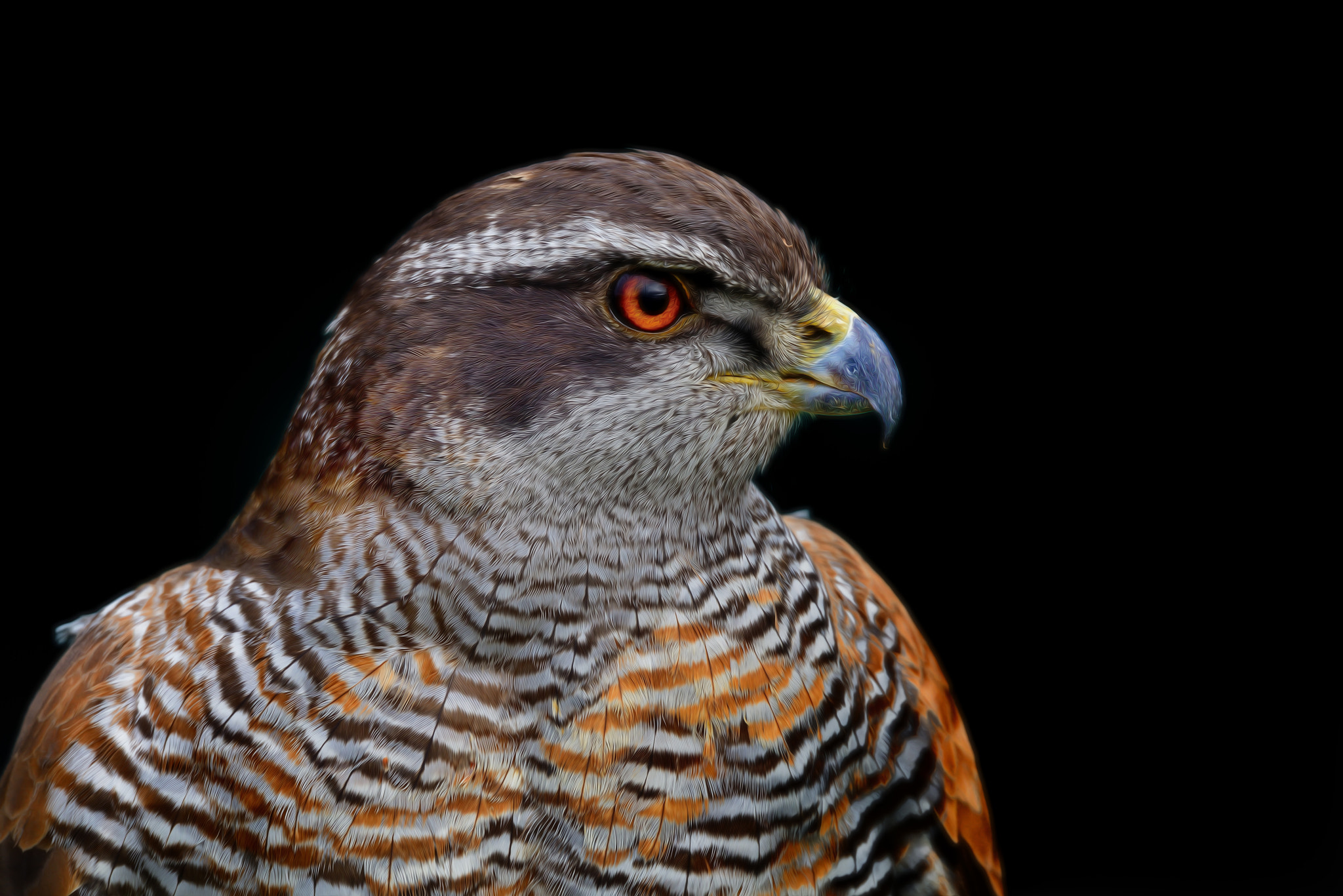 Sigma 150-600mm F5-6.3 DG OS HSM | S sample photo. Horus photography