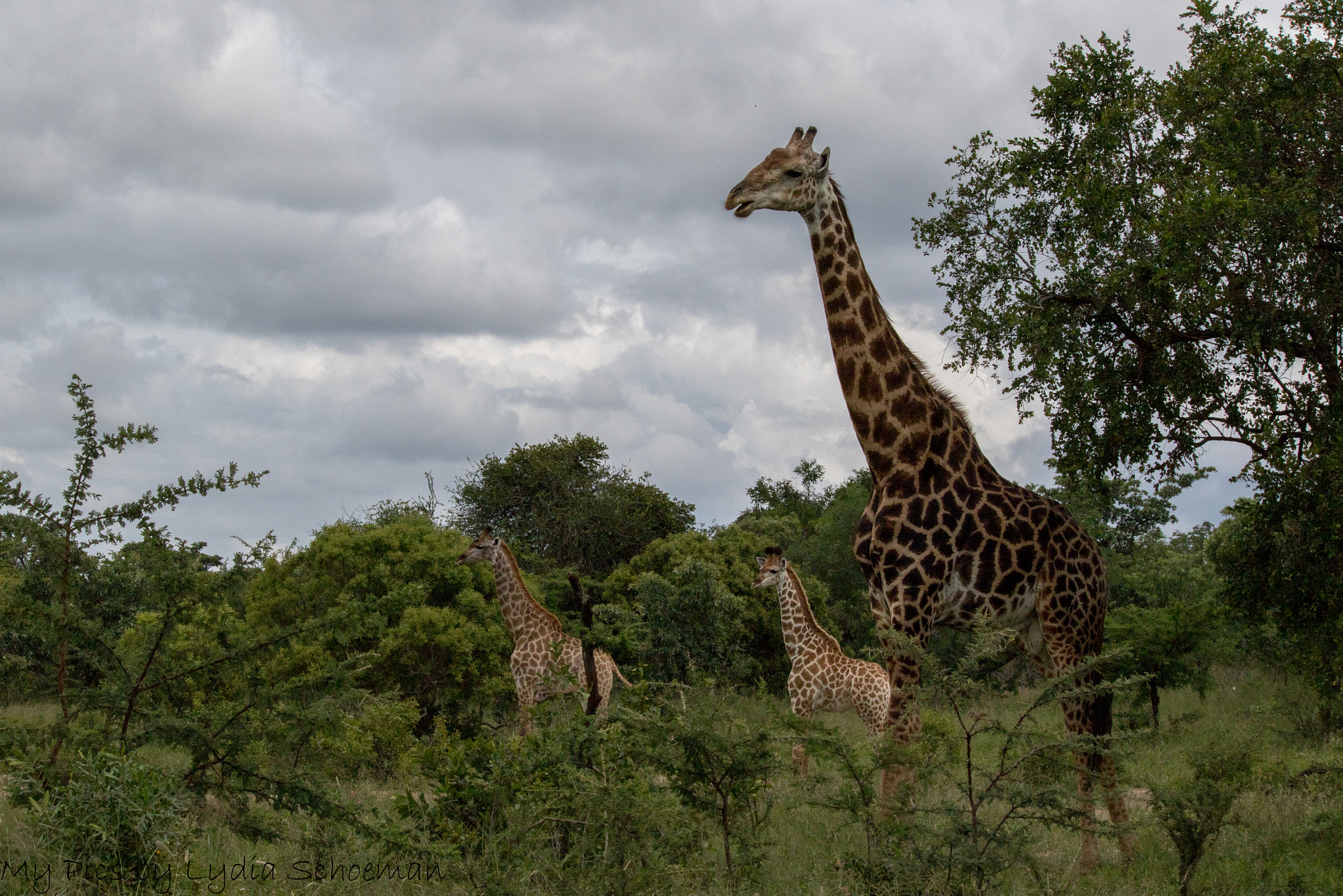 Canon EF-S 55-250mm F4-5.6 IS II sample photo. Giraffe photography