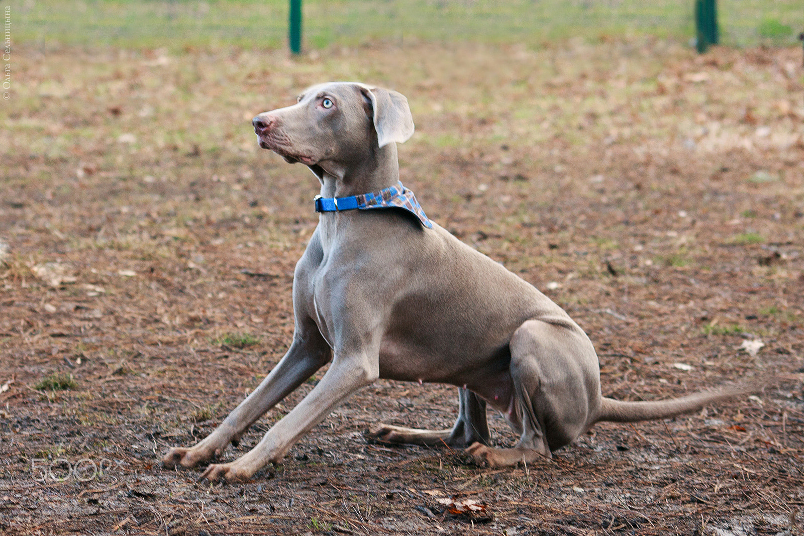 Sigma 70-300mm F4-5.6 APO DG Macro sample photo. Weimaraner tayra photography