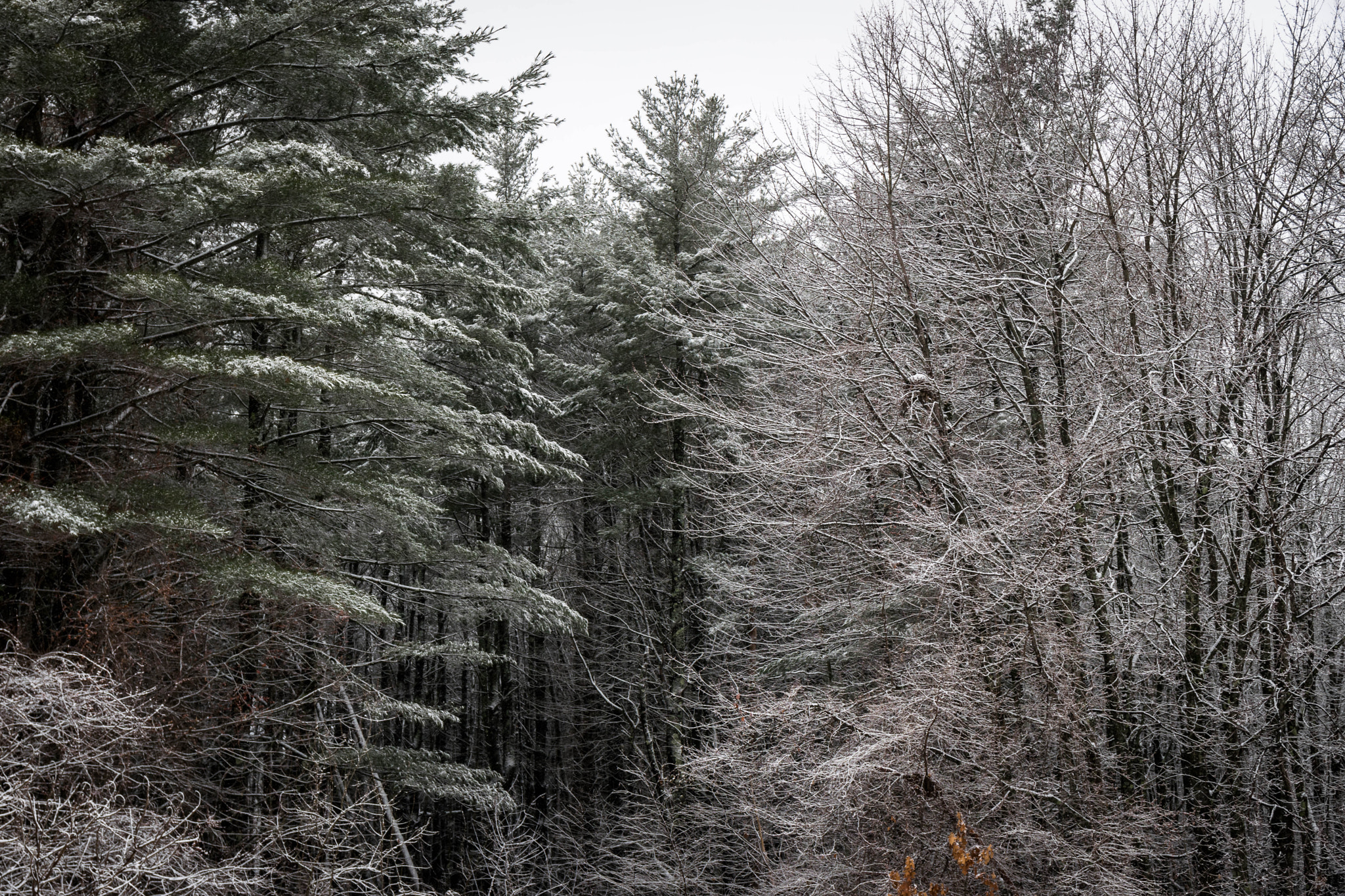 Nikon D3300 + Sigma 17-70mm F2.8-4 DC Macro OS HSM | C sample photo. Snow covered trees photography