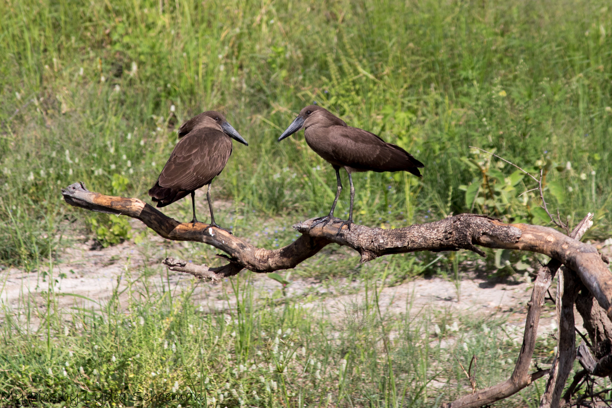Canon EF-S 55-250mm F4-5.6 IS II sample photo. Hamerkop photography