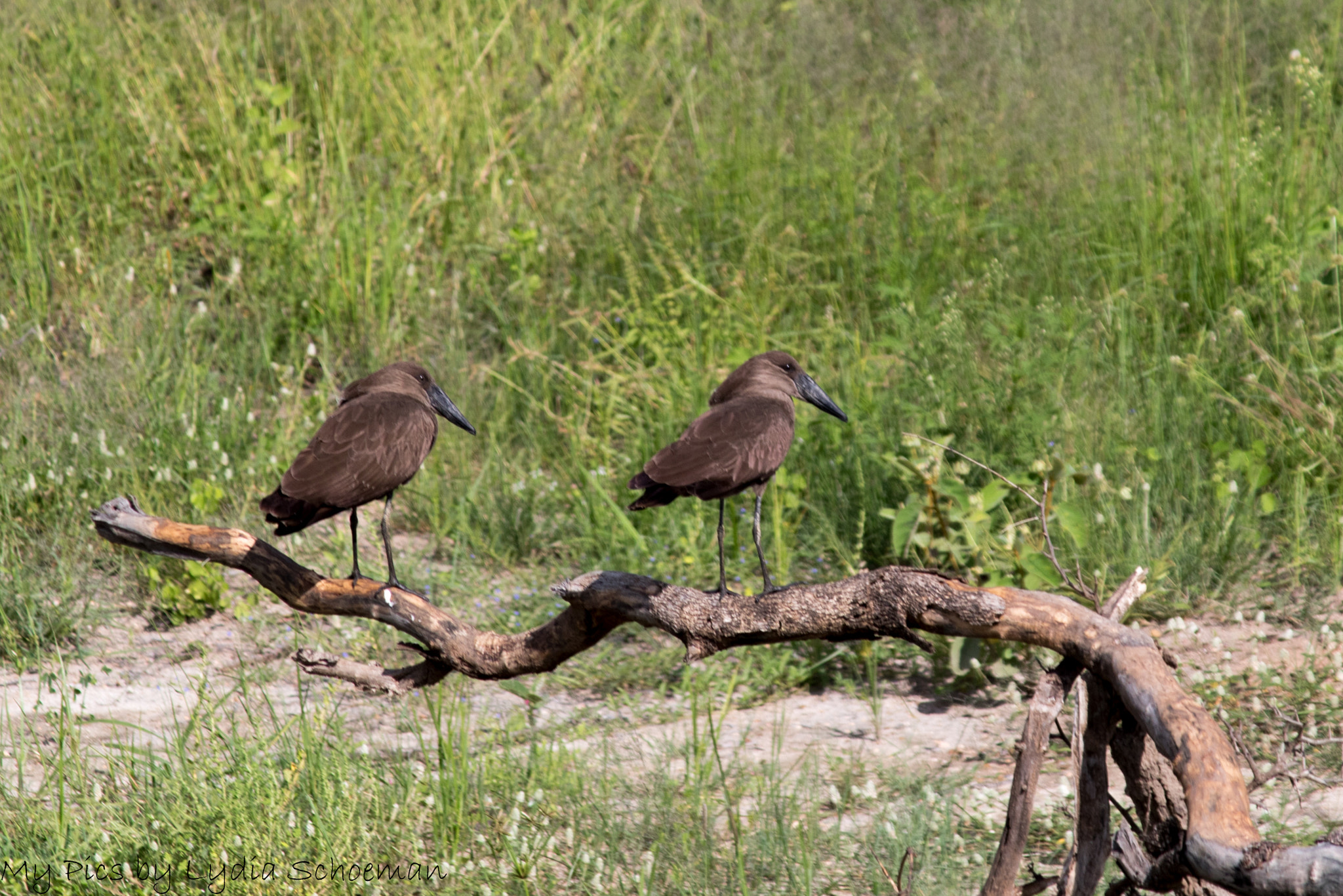 Canon EF-S 55-250mm F4-5.6 IS II sample photo. Hamerkop photography