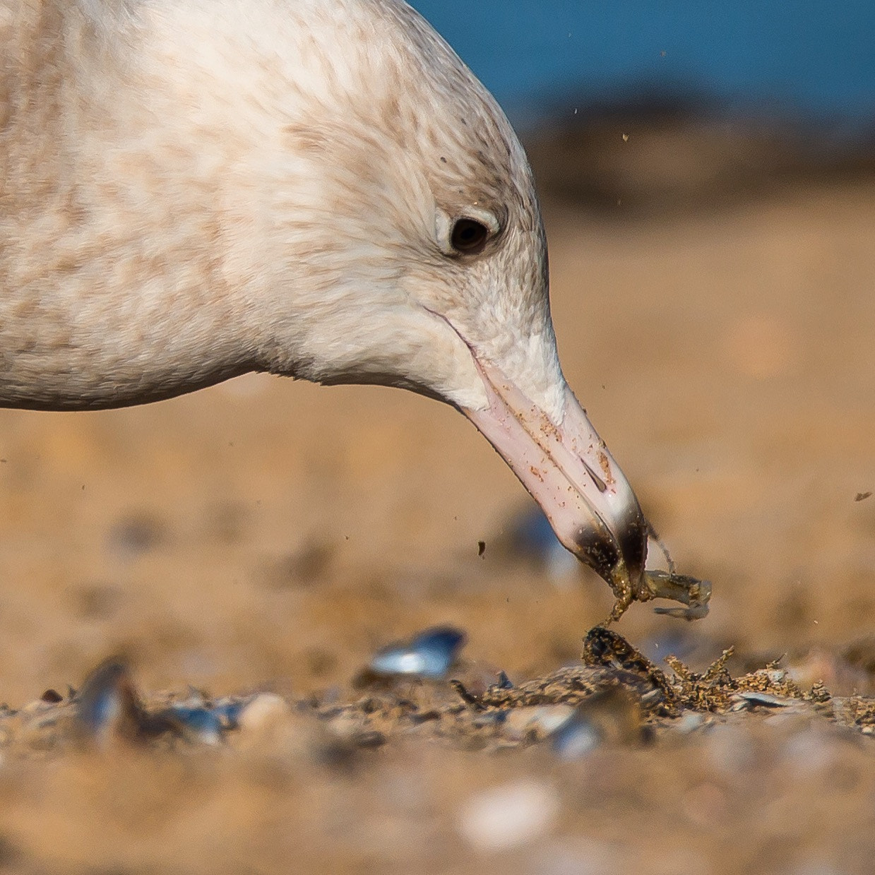 150-600mm F5-6.3 DG OS HSM | Sports 014 sample photo. Glaucous gull enjoying a little snack photography