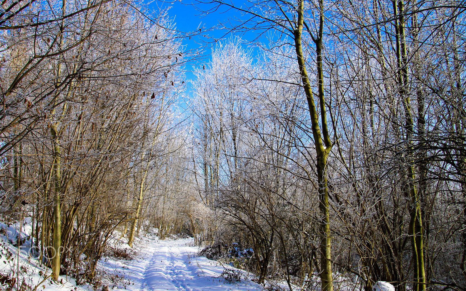 Canon EOS 750D (EOS Rebel T6i / EOS Kiss X8i) sample photo. Frost-wald photography
