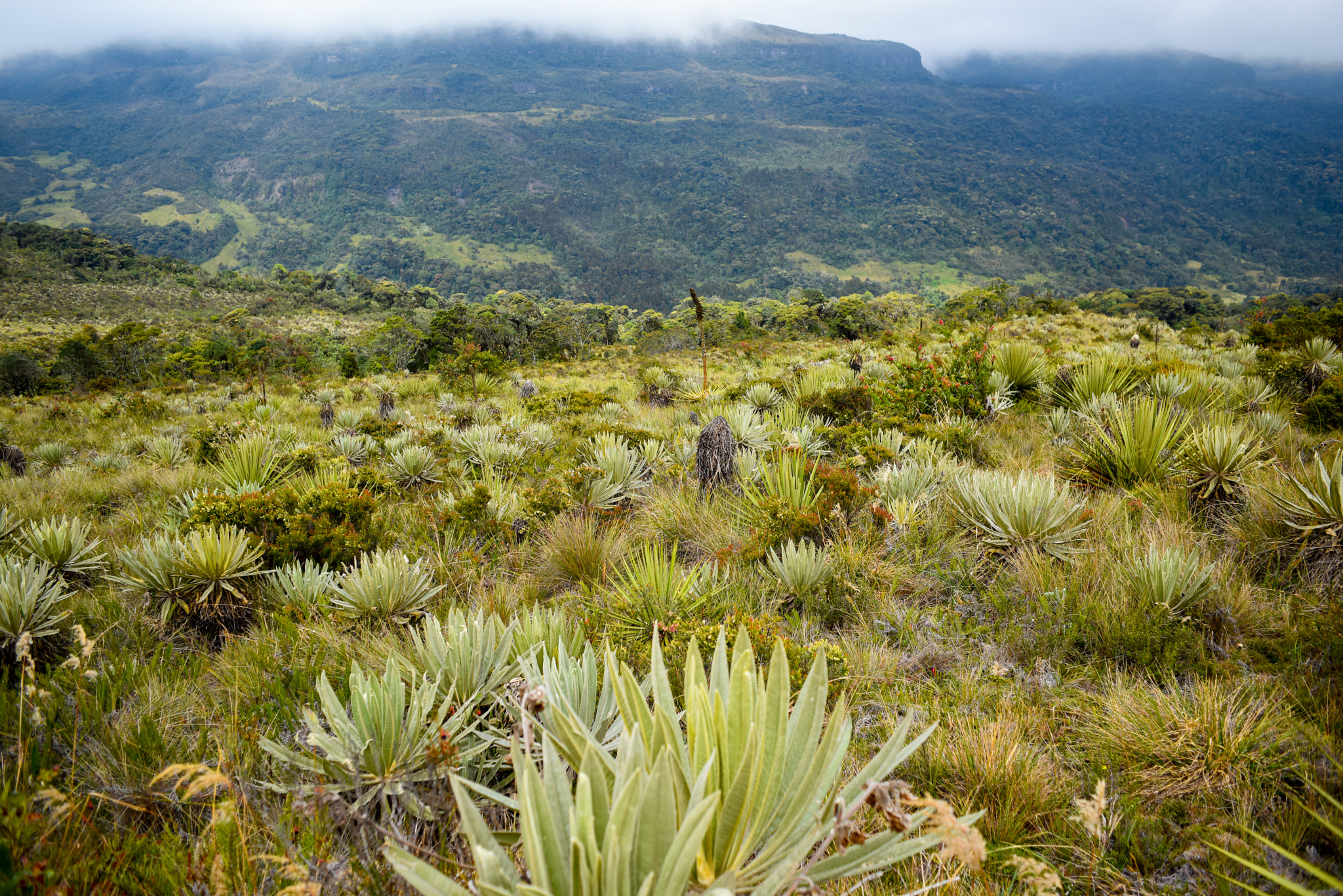 Nikon D810 + AF Nikkor 28mm f/2.8 sample photo. Colombian paramos photography