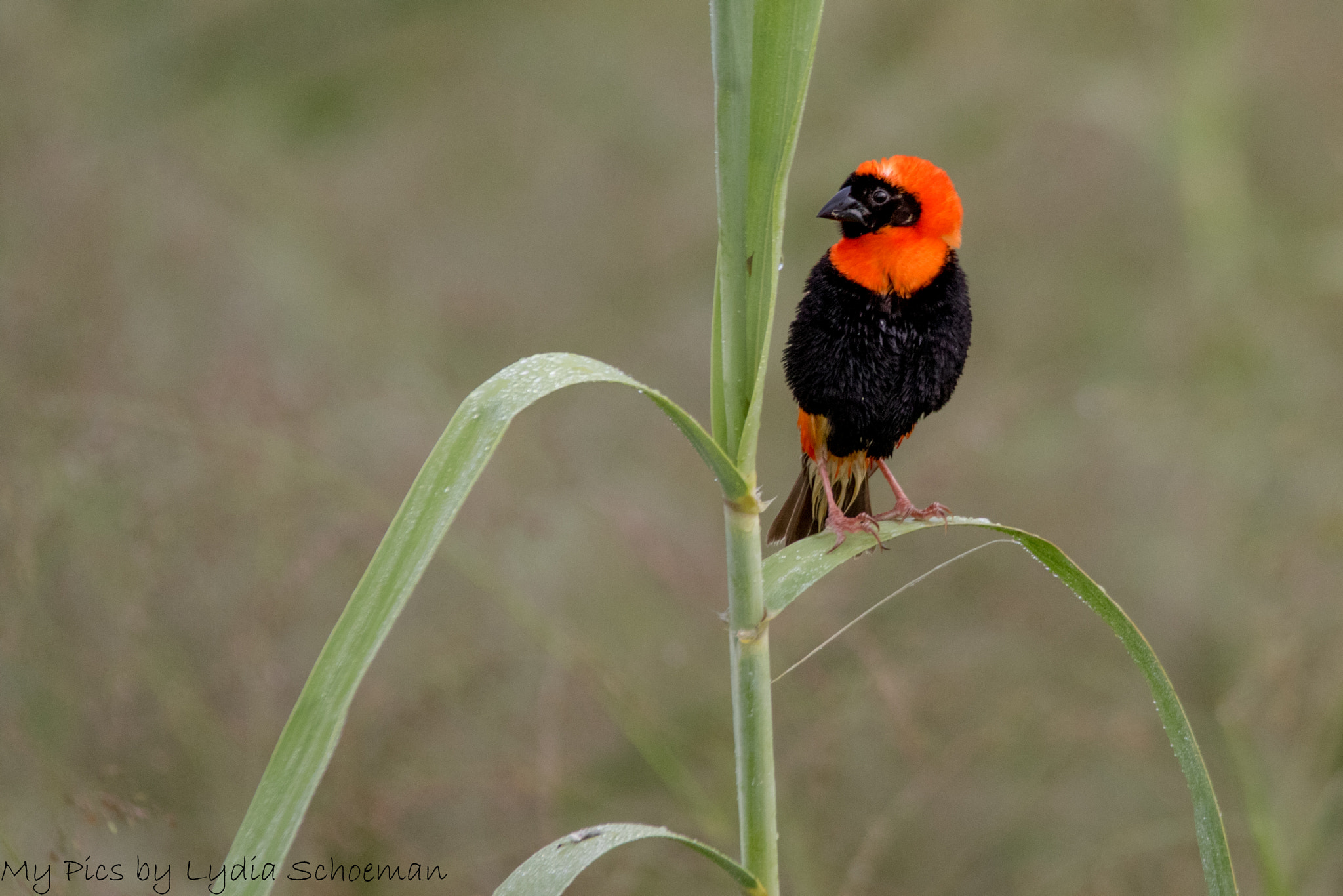 Sigma 150-500mm F5-6.3 DG OS HSM sample photo. Southern red bishop photography