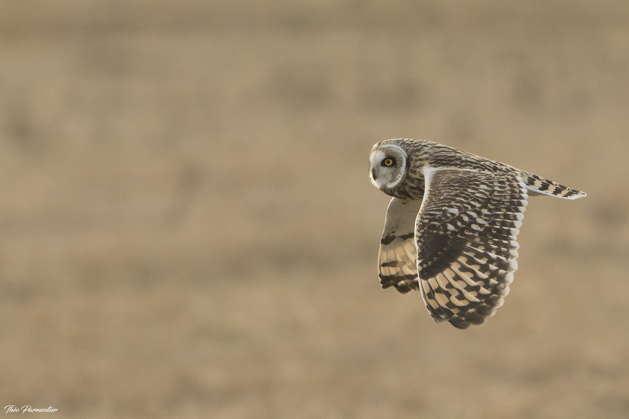Canon EF 300mm F2.8L IS USM sample photo. Short eared owl / hibou des marais photography