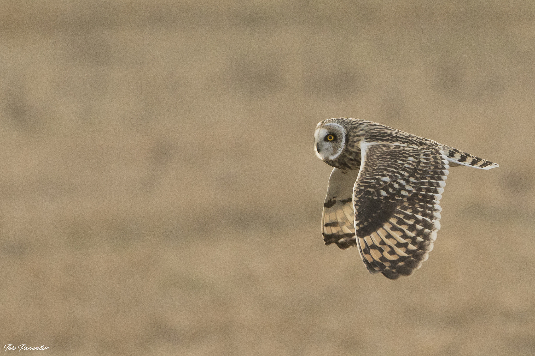 Canon EOS 7D Mark II + Canon EF 300mm F2.8L IS USM sample photo. Short eared owl / hibou des marais photography