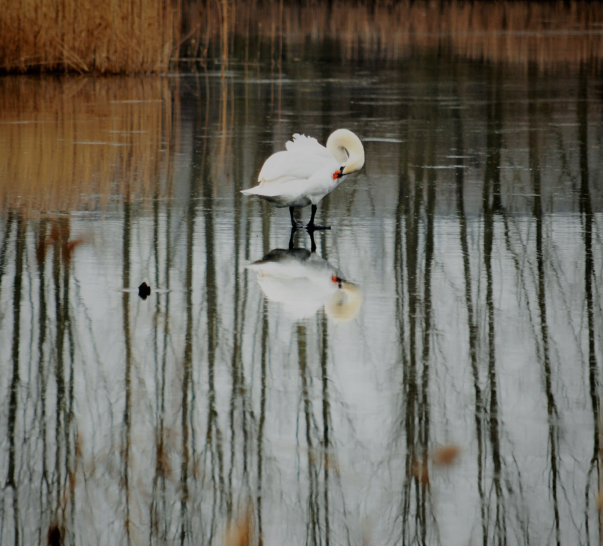 Nikon D300 sample photo. Standing reflection photography