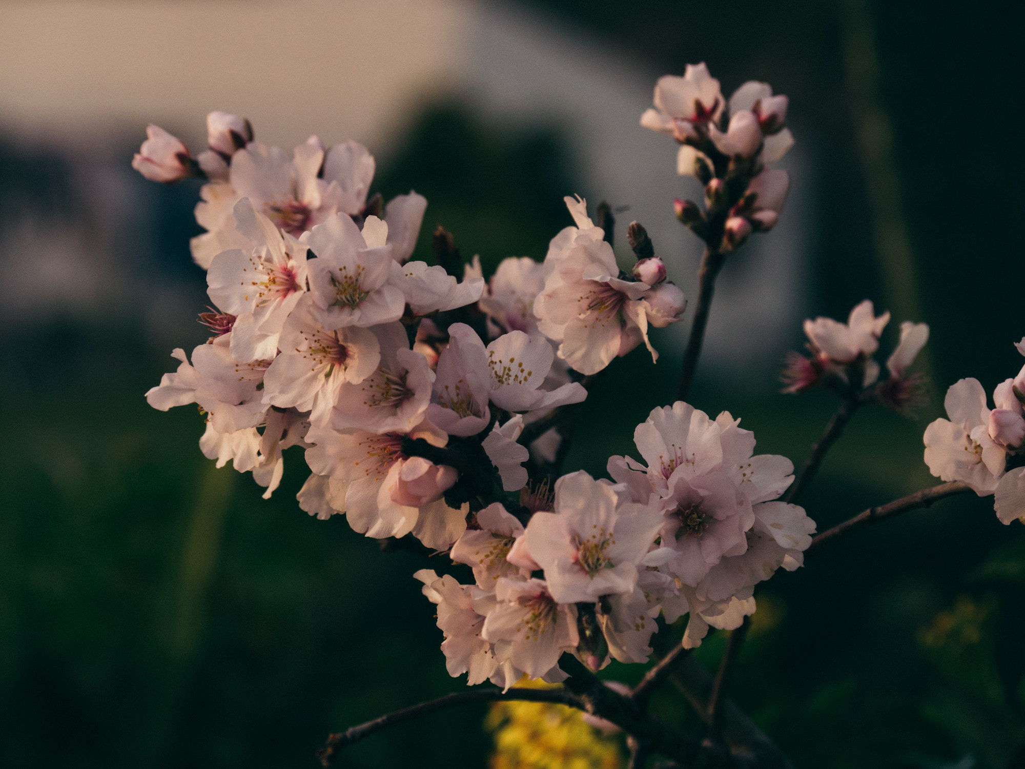 Panasonic Lumix DMC-GX8 sample photo. Amendoeira em flor photography