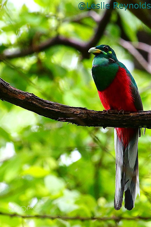 Canon EF 100-400mm F4.5-5.6L IS USM sample photo. Narina trogon photography