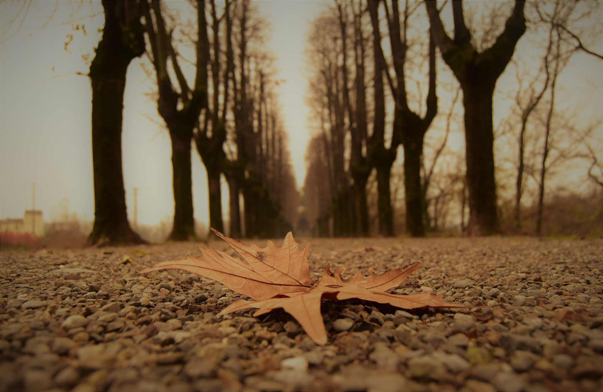 Nikon D5500 sample photo. Last leaf photography