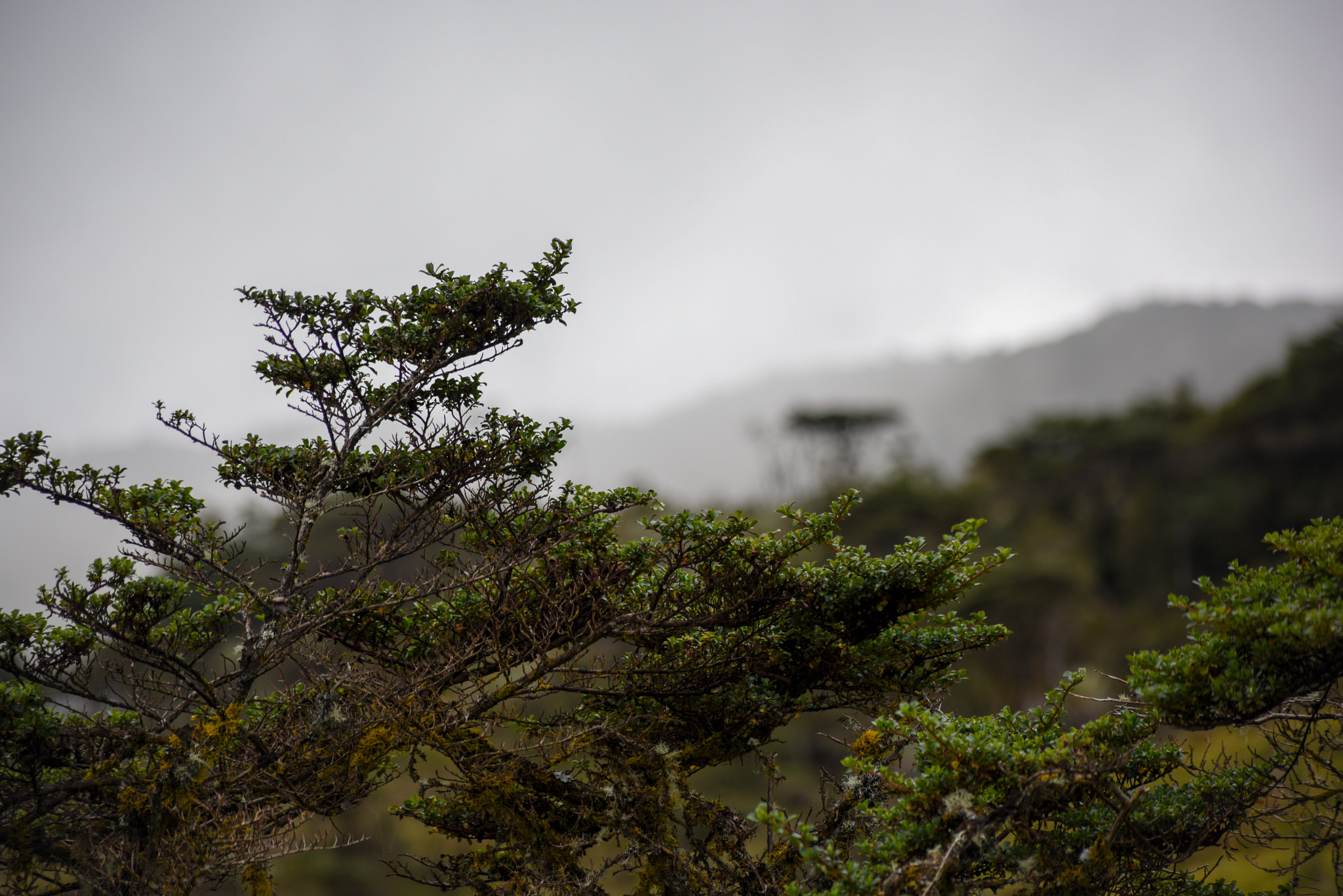 Nikon D810 sample photo. Colombian paramos photography