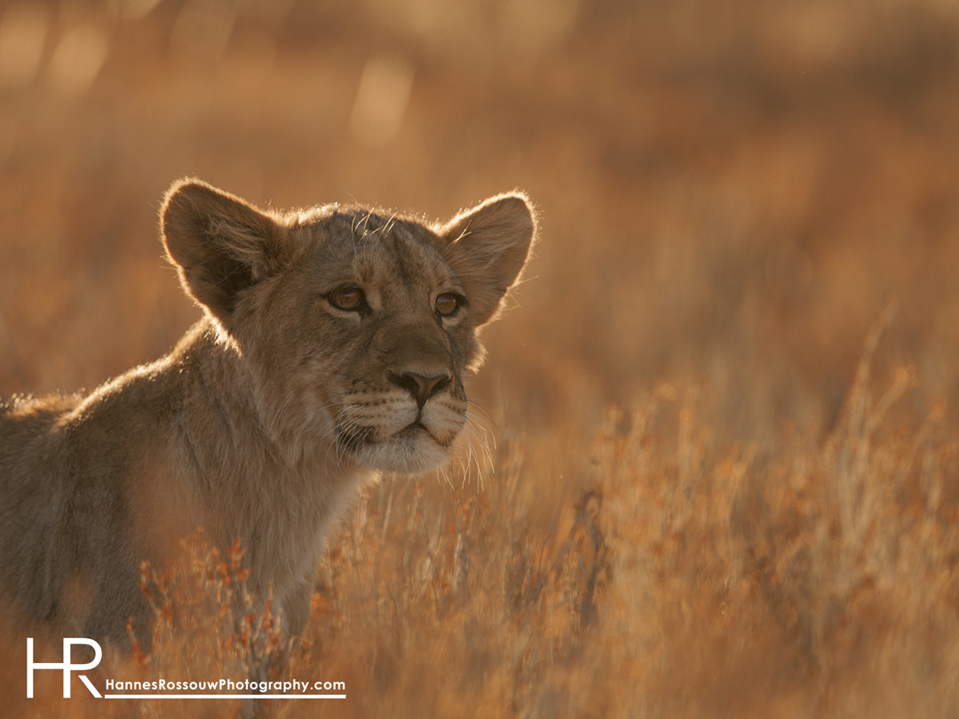 Nikon D90 + Nikon AF-S Nikkor 300mm F4D ED-IF sample photo. Small wonder photography