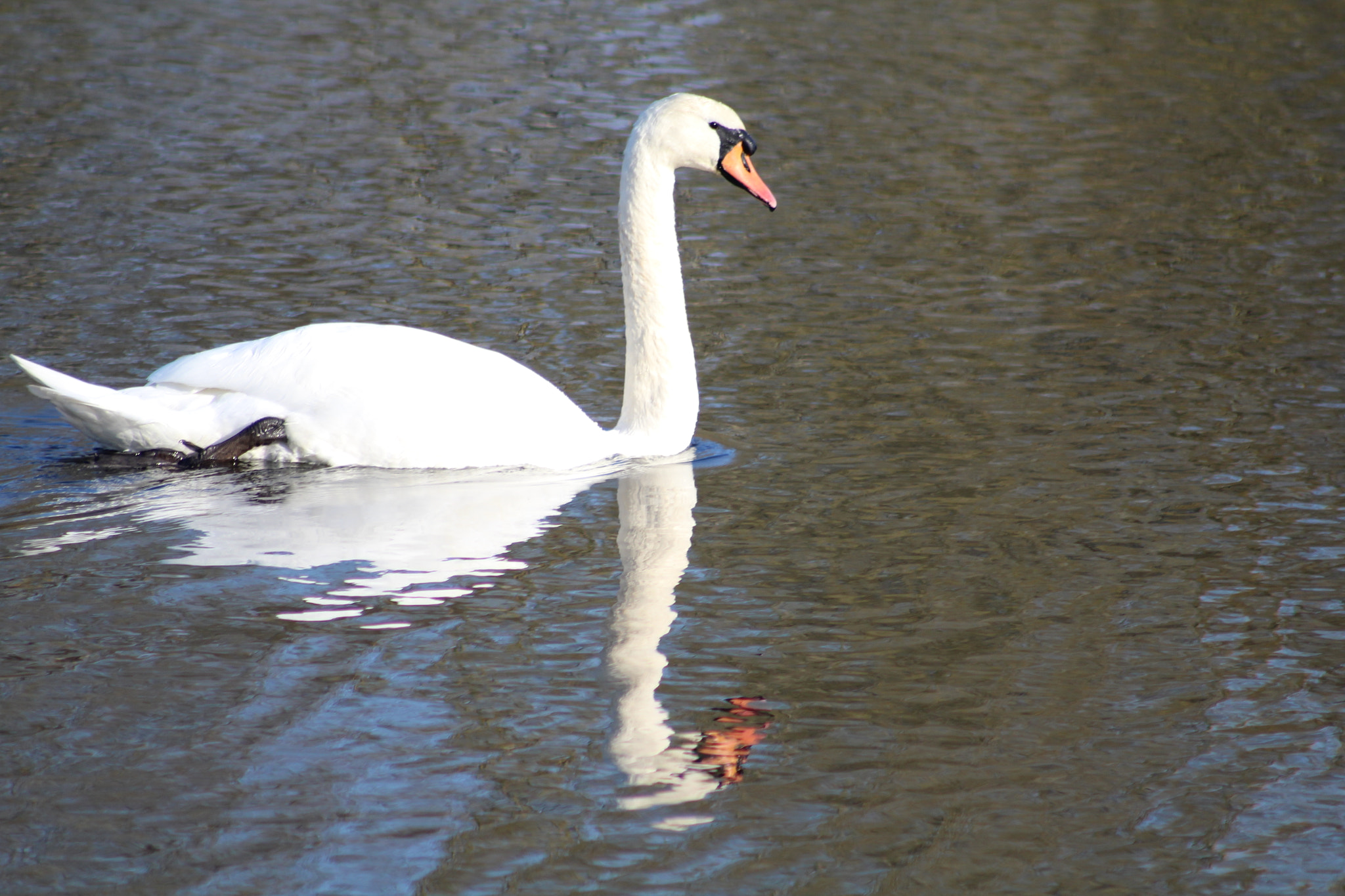 Canon EF 75-300mm f/4-5.6 USM sample photo