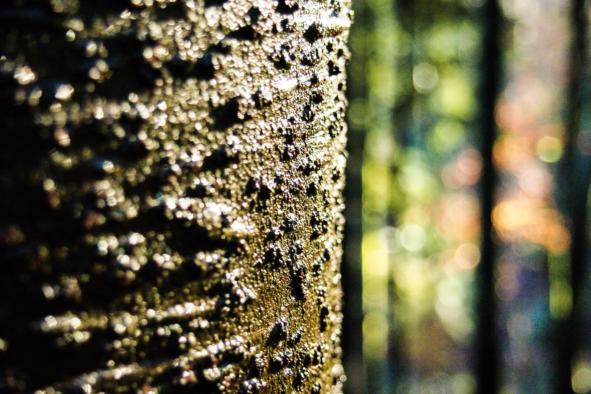 Olympus PEN E-P3 sample photo. Tree photography