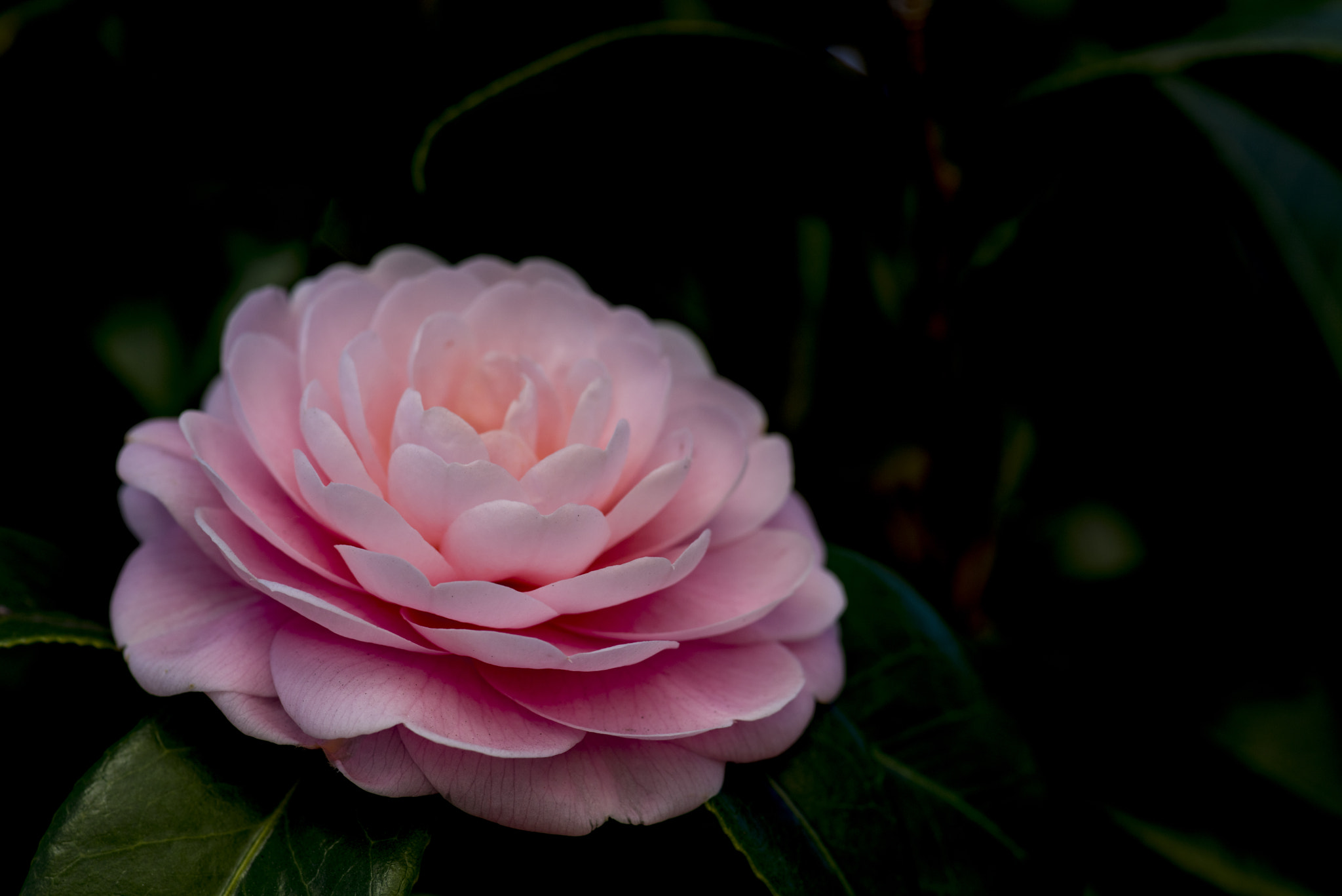 Sony a7R + Minolta AF 100mm F2.8 Macro [New] sample photo. Camellia photography