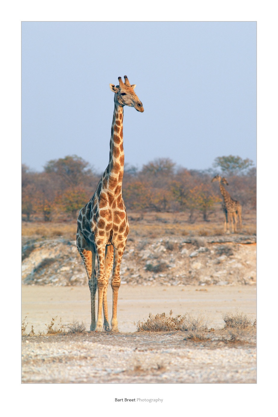 Nikon D1X sample photo. Giraffe photography