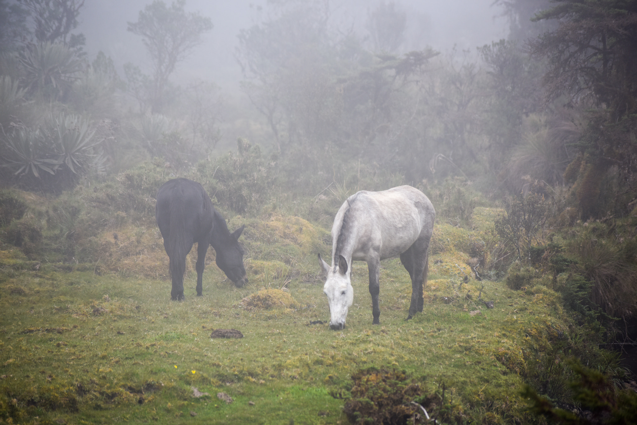 Nikon D810 sample photo. Horses of colombian paramos photography