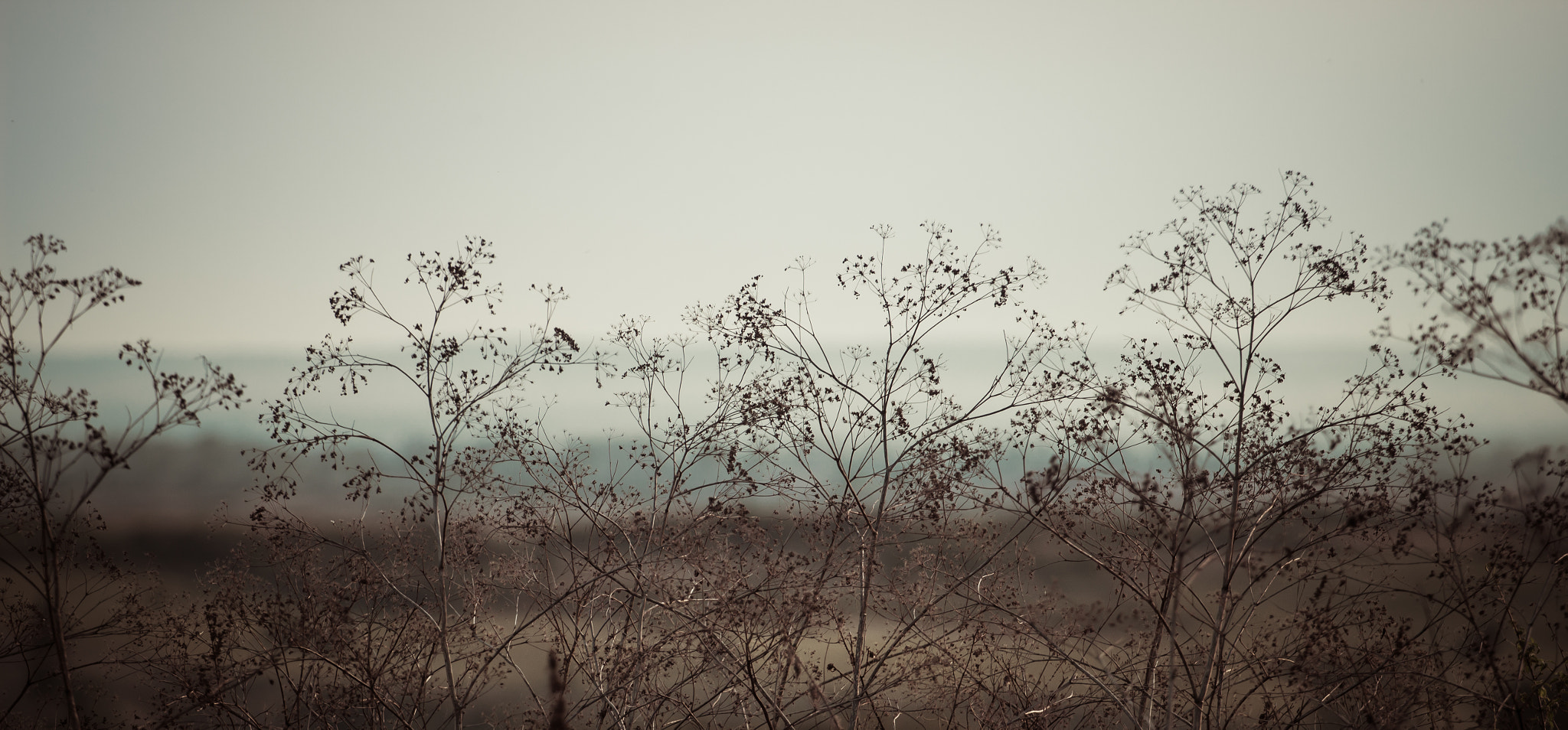 Canon EOS 600D (Rebel EOS T3i / EOS Kiss X5) + Canon EF 70-200mm F4L USM sample photo. Wild flower closeup in winter. panoramic view. photography