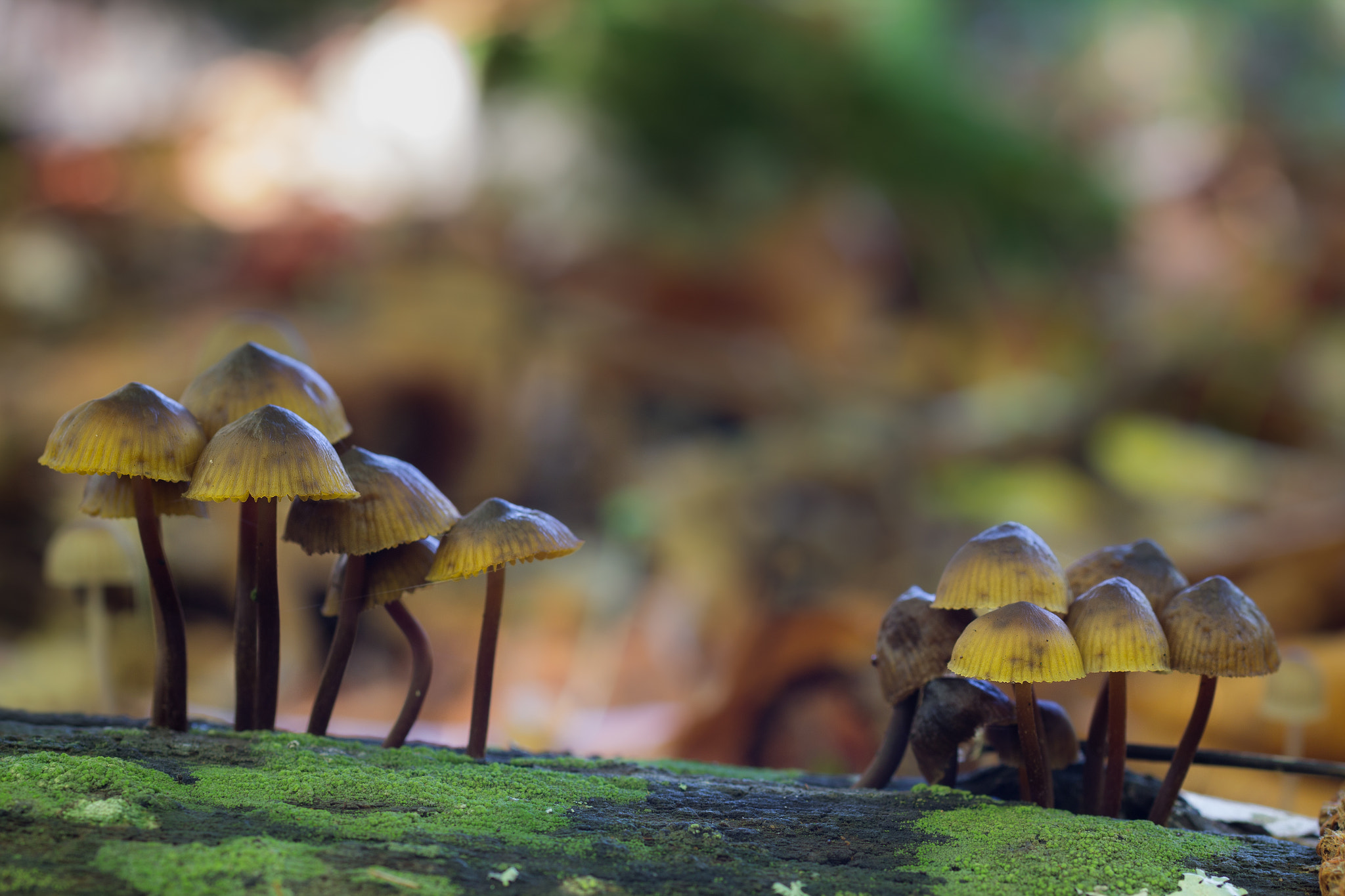 Sigma 50mm f/2.8 EX sample photo. Mycena sp photography