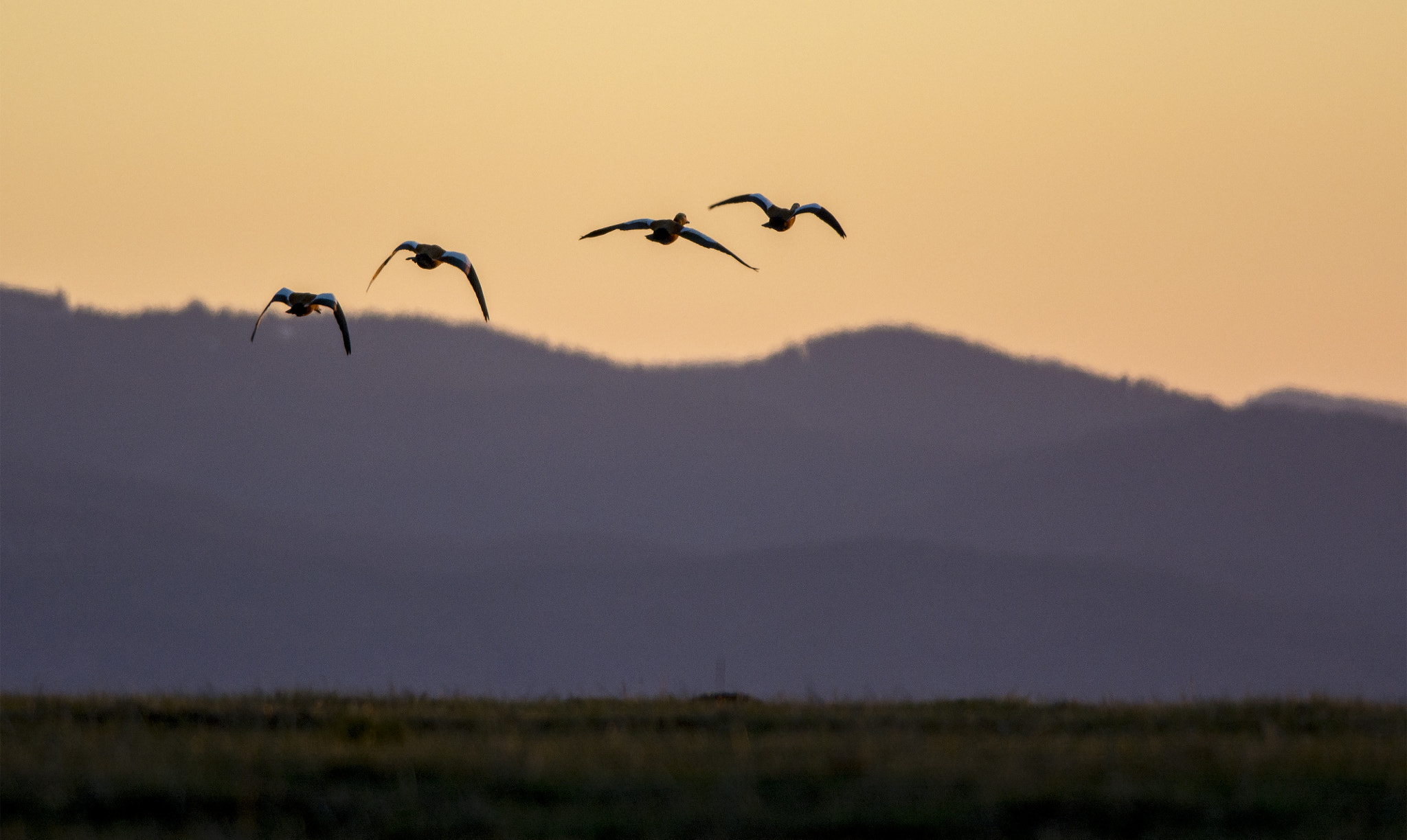 Nikon D7100 + Nikon AF-S Nikkor 300mm F4D ED-IF sample photo. Sunset birds photography