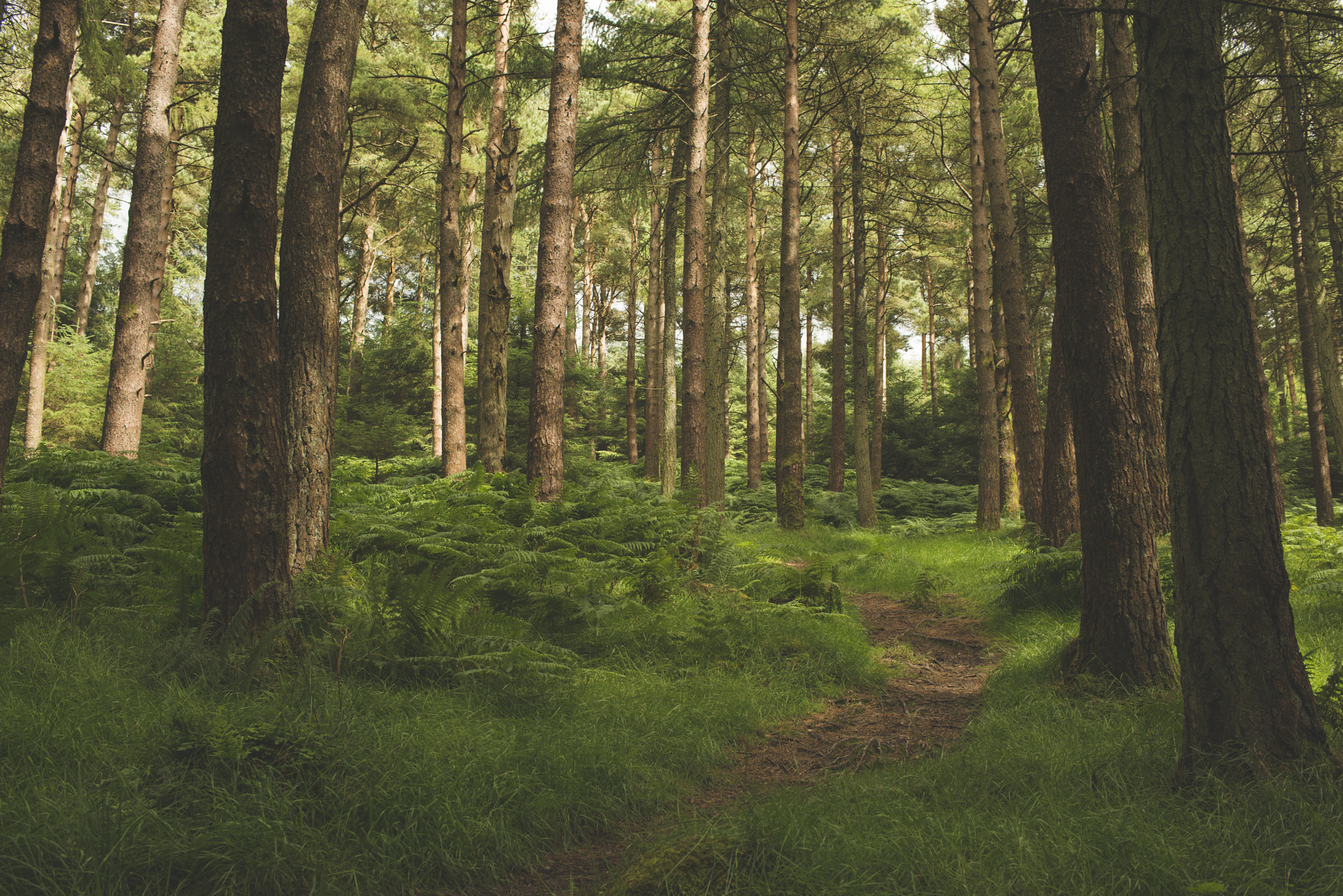 Nikon D800 sample photo. Trees of destiny photography